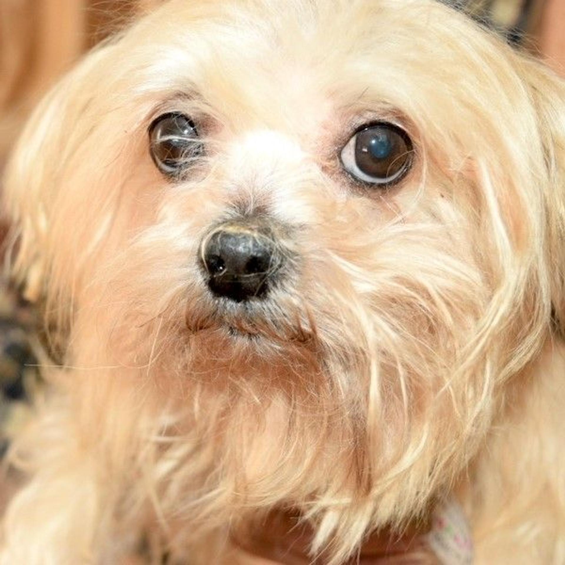 pet-image-3
