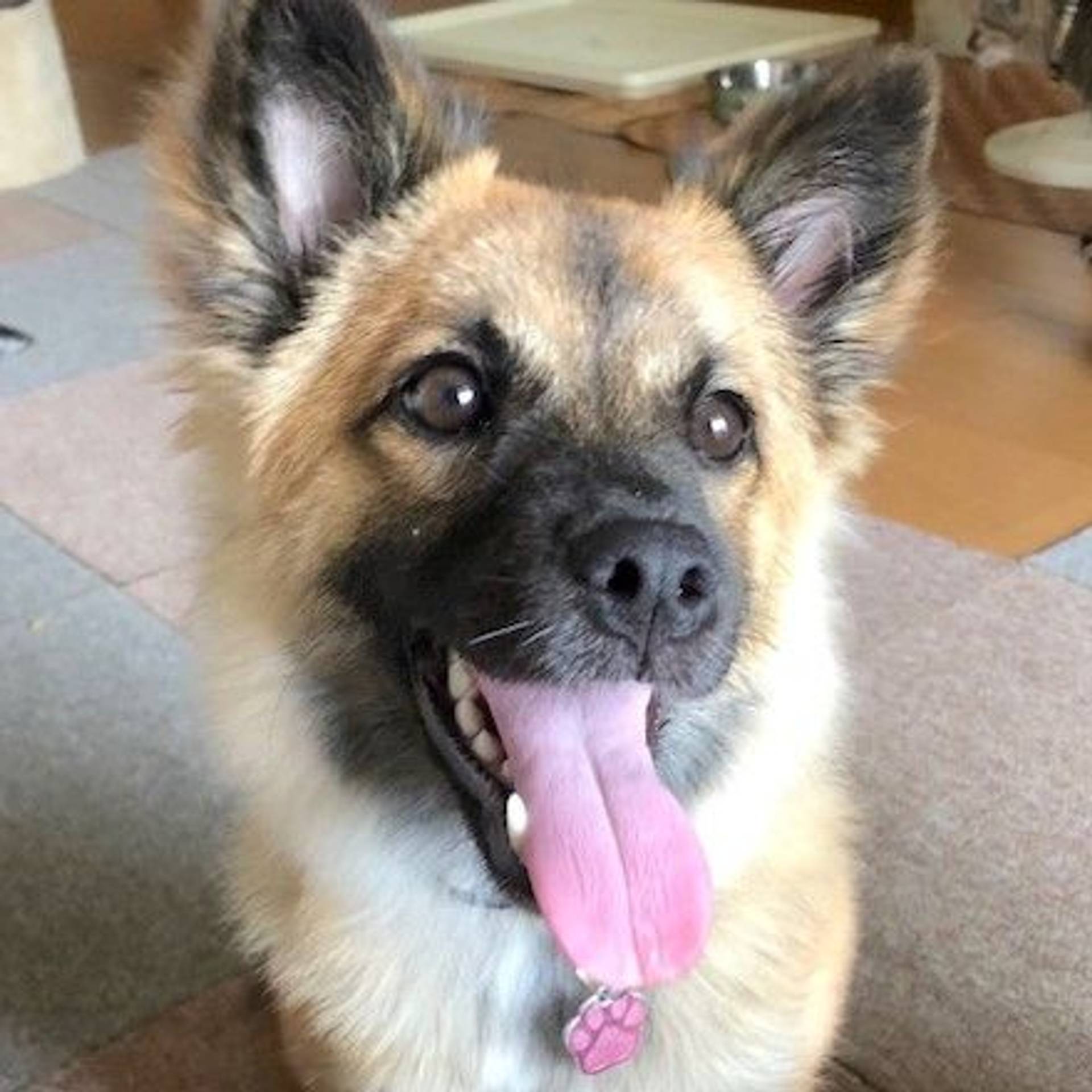 雑種（ミックス犬）・メスの里親募集の写真