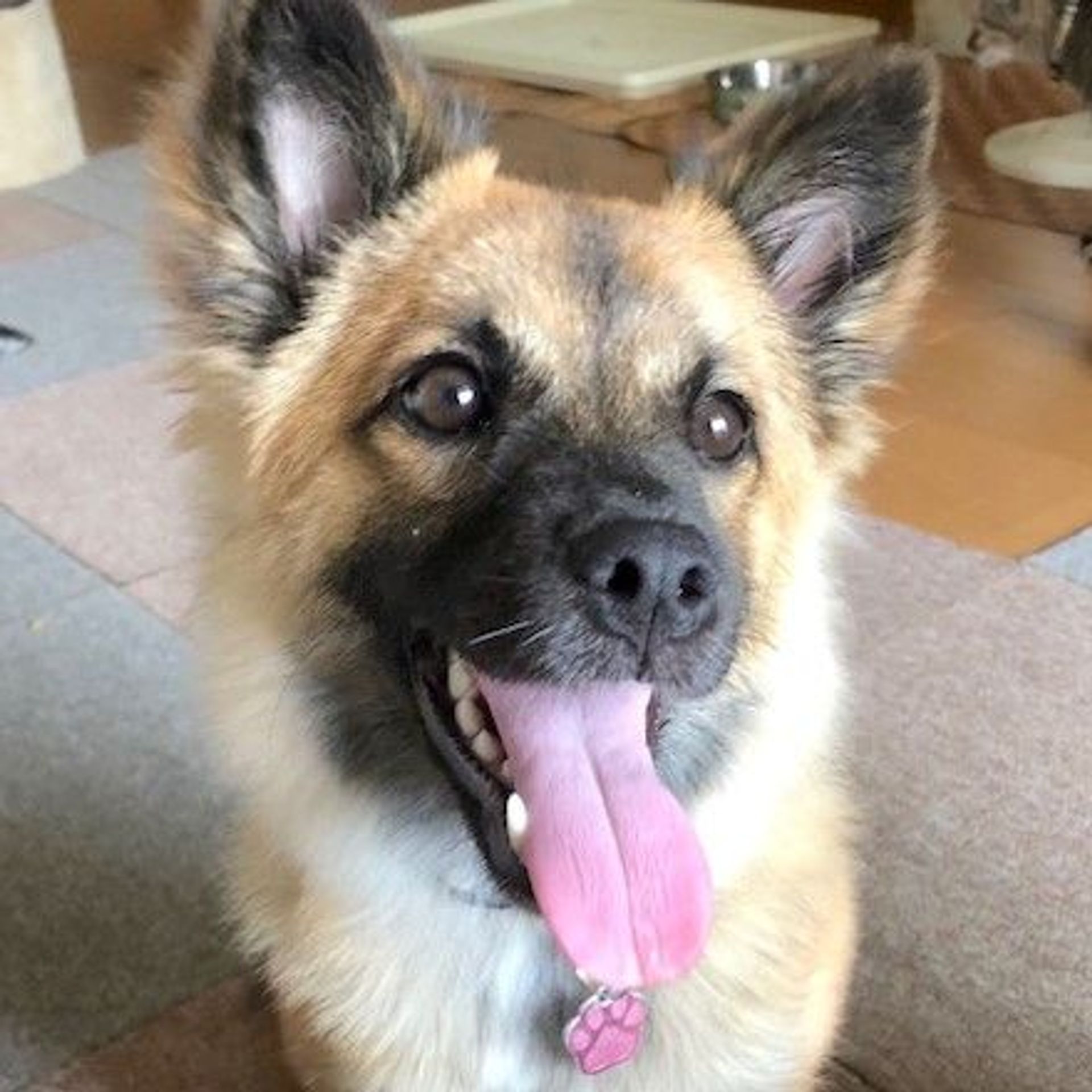 雑種（ミックス犬）・メスの里親募集の写真