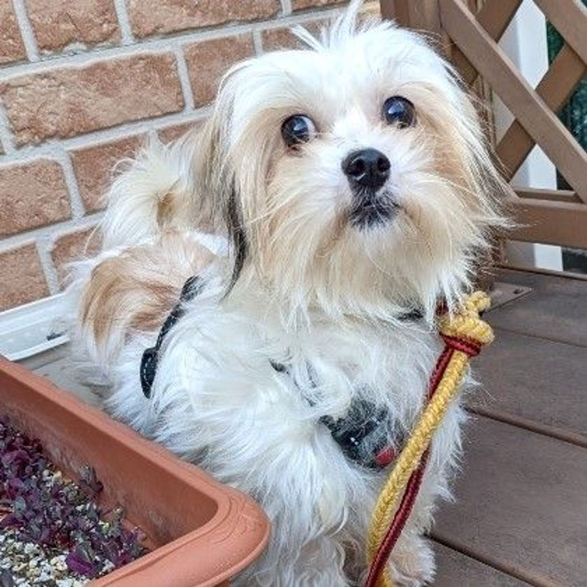 雑種（ミックス犬）・メスの里親募集の写真