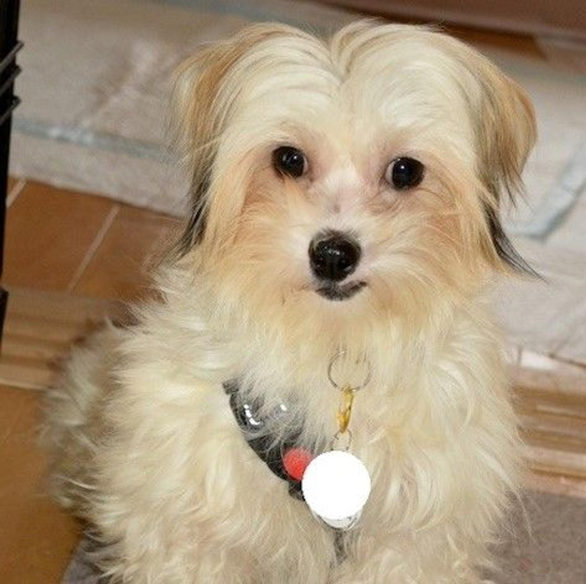 pet-image-4