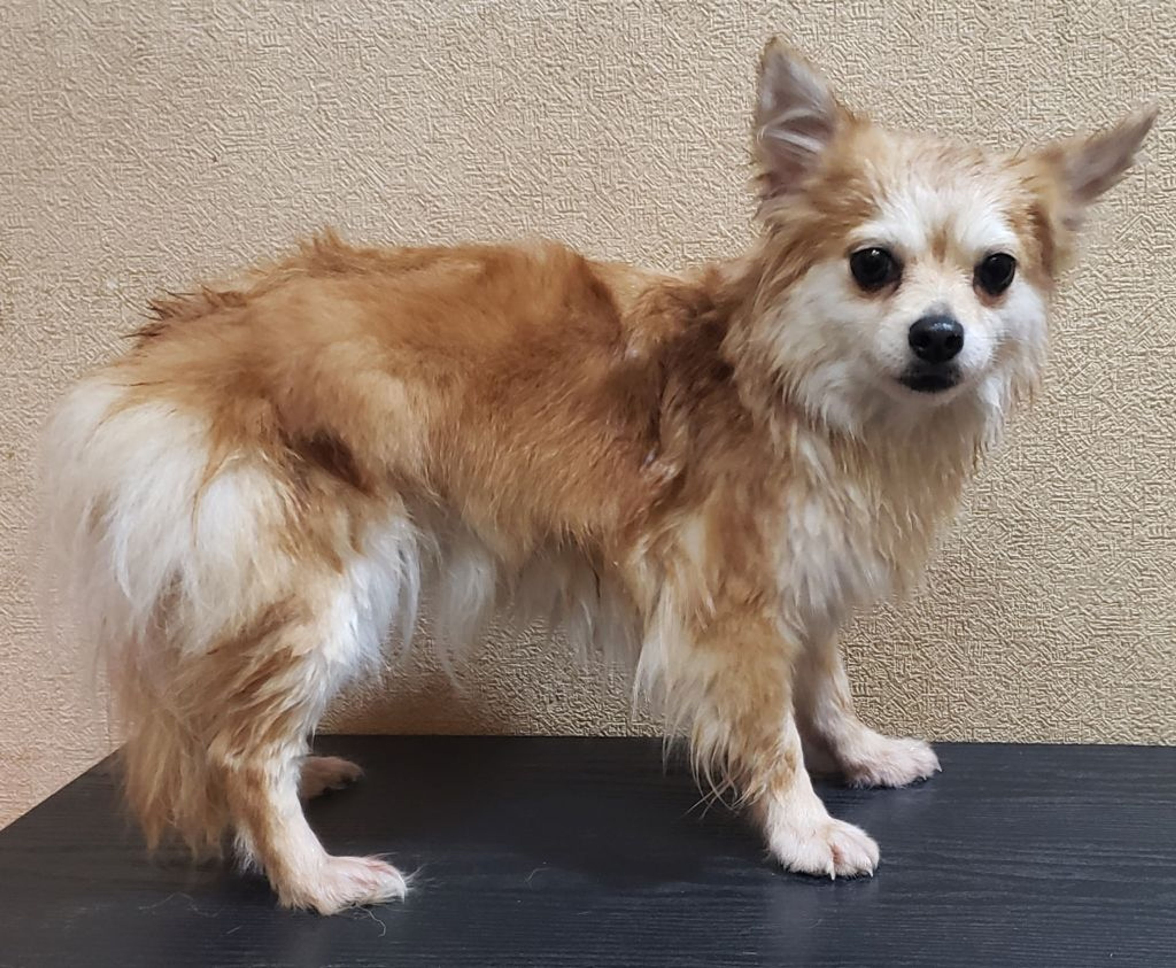 雑種（ミックス犬）・メスの里親募集の写真