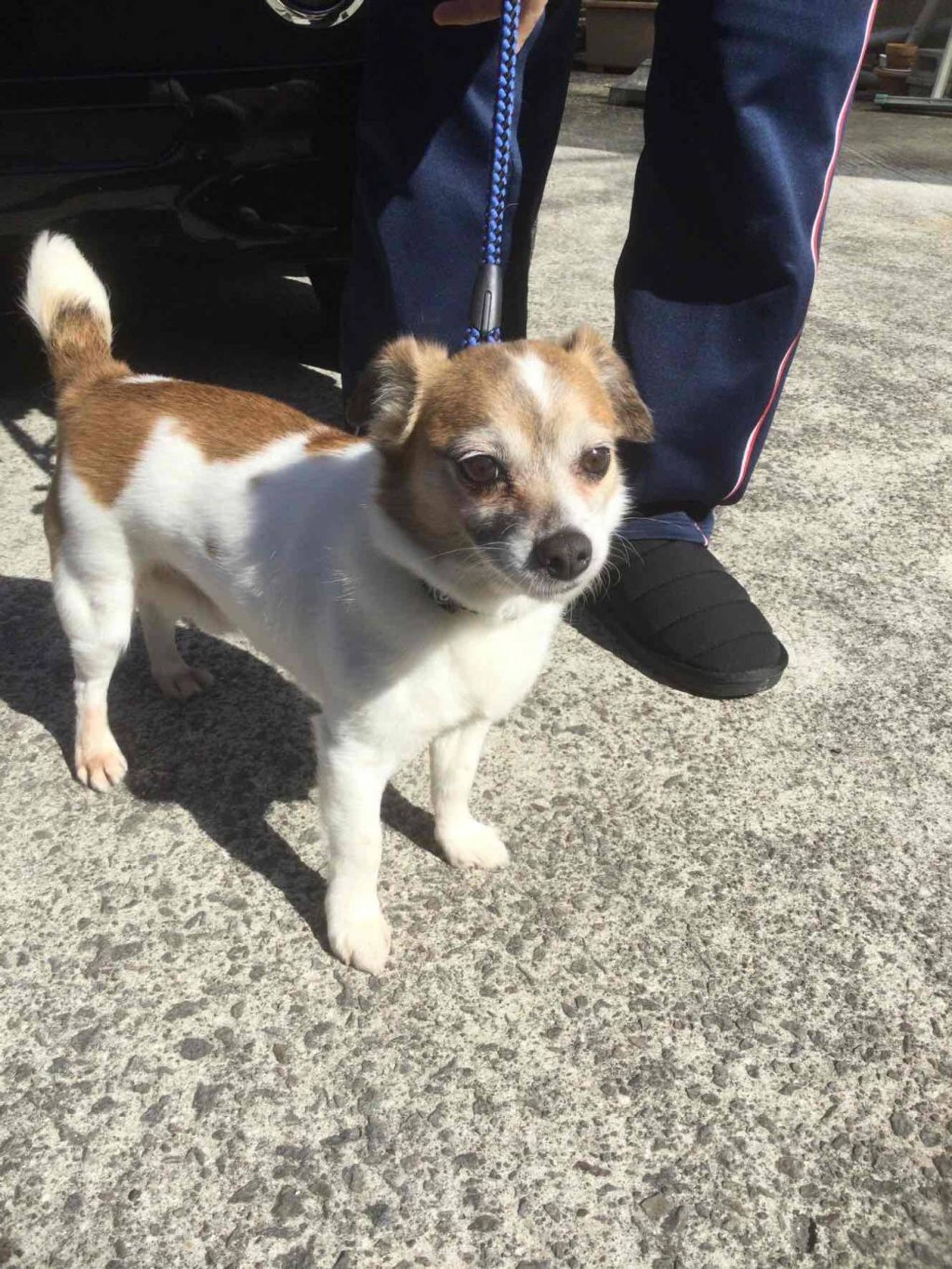 ジャック・ラッセル・テリア・オスの里親募集の写真
