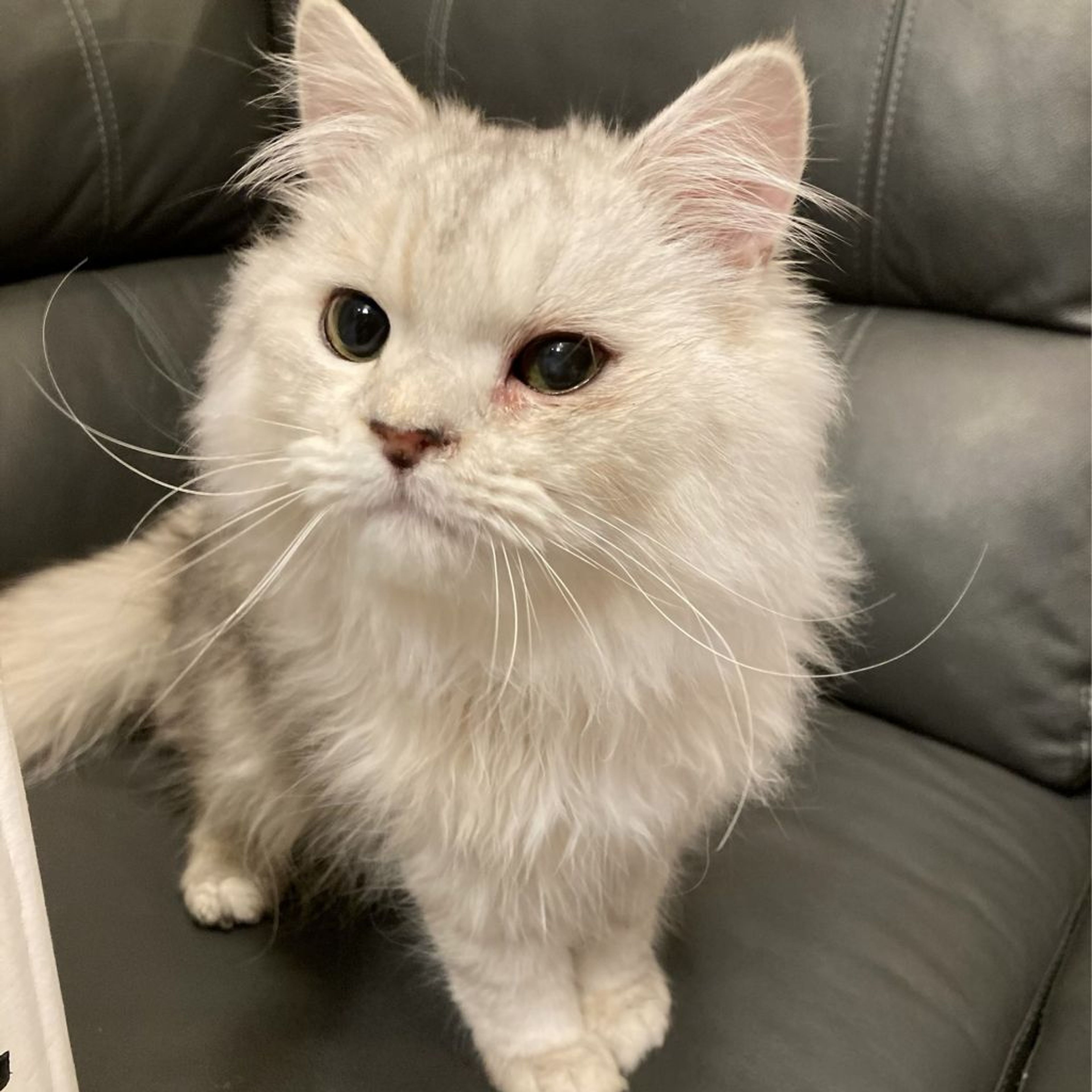 pet-image-3
