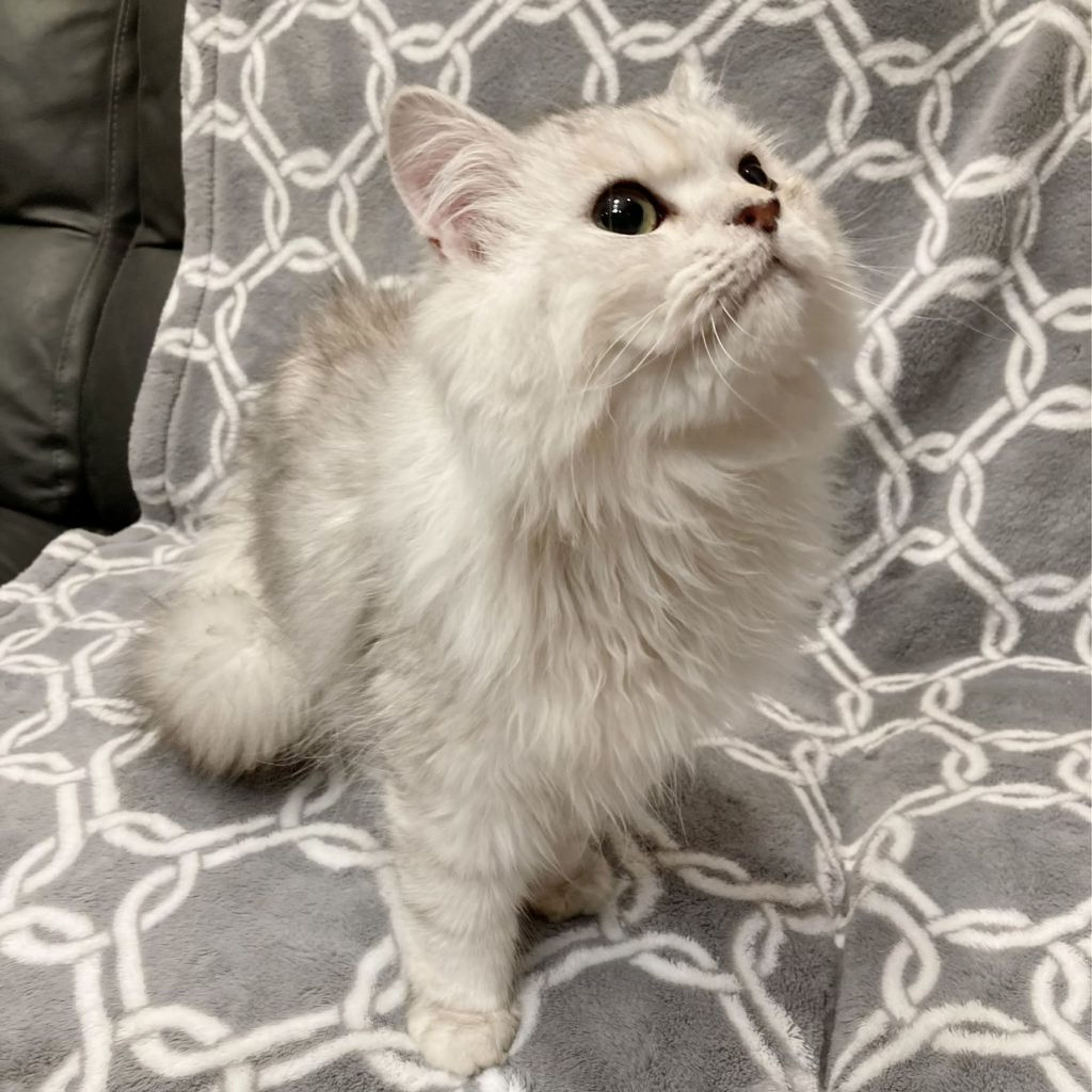pet-image-4