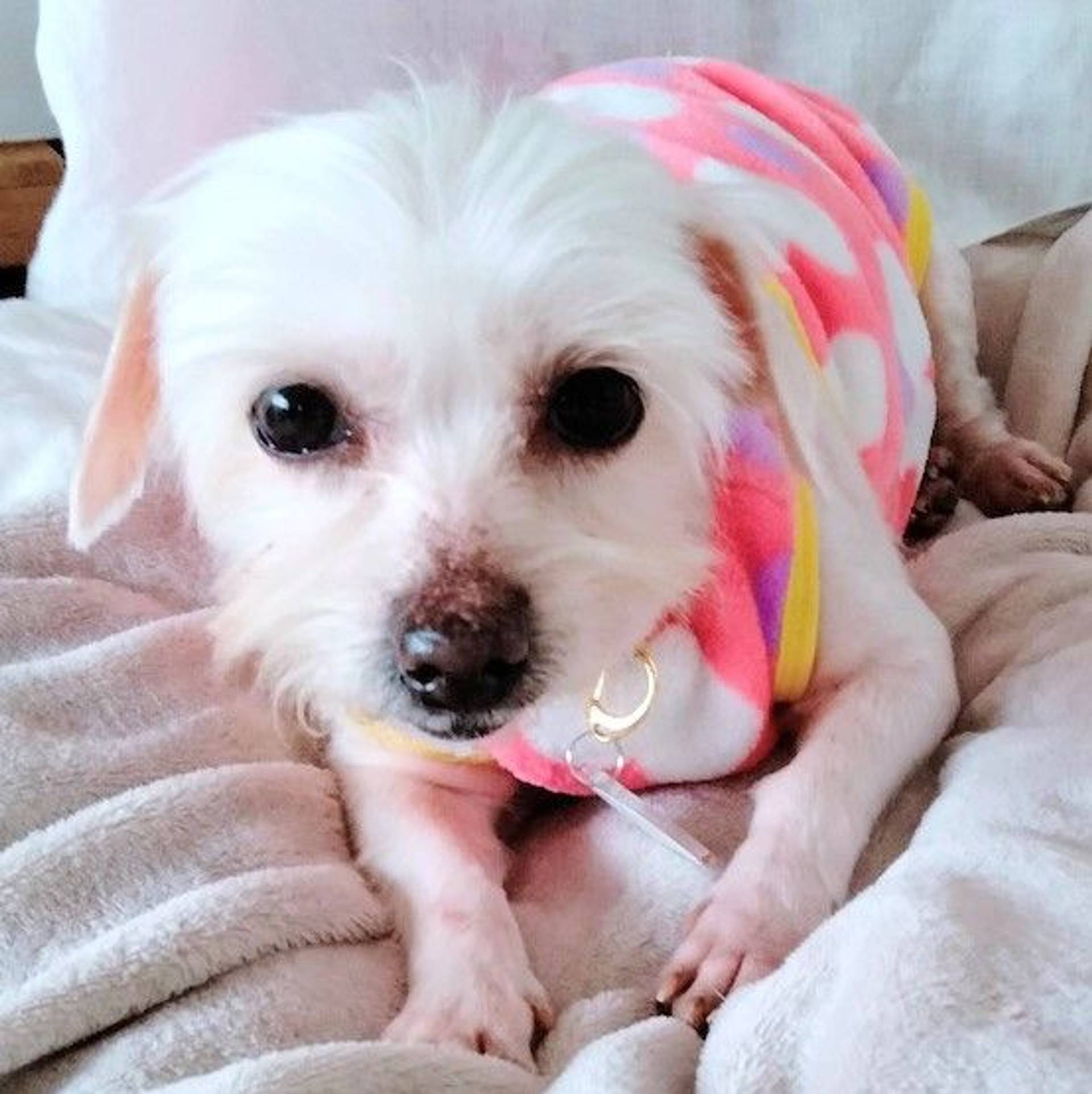 雑種（ミックス犬）・メスの里親募集の写真