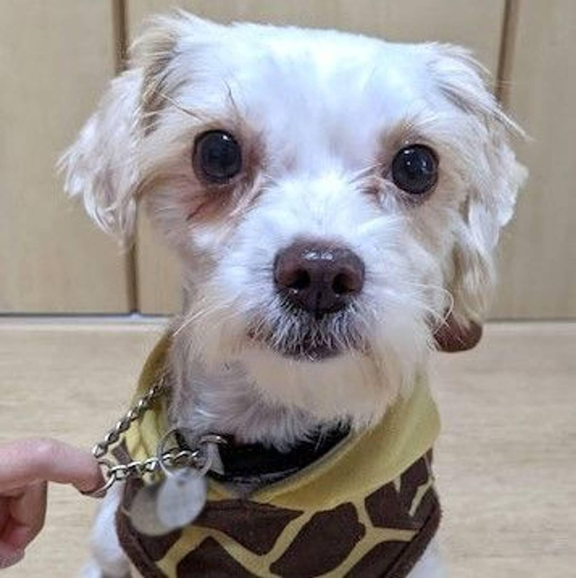 雑種（ミックス犬）・メスの里親募集の写真