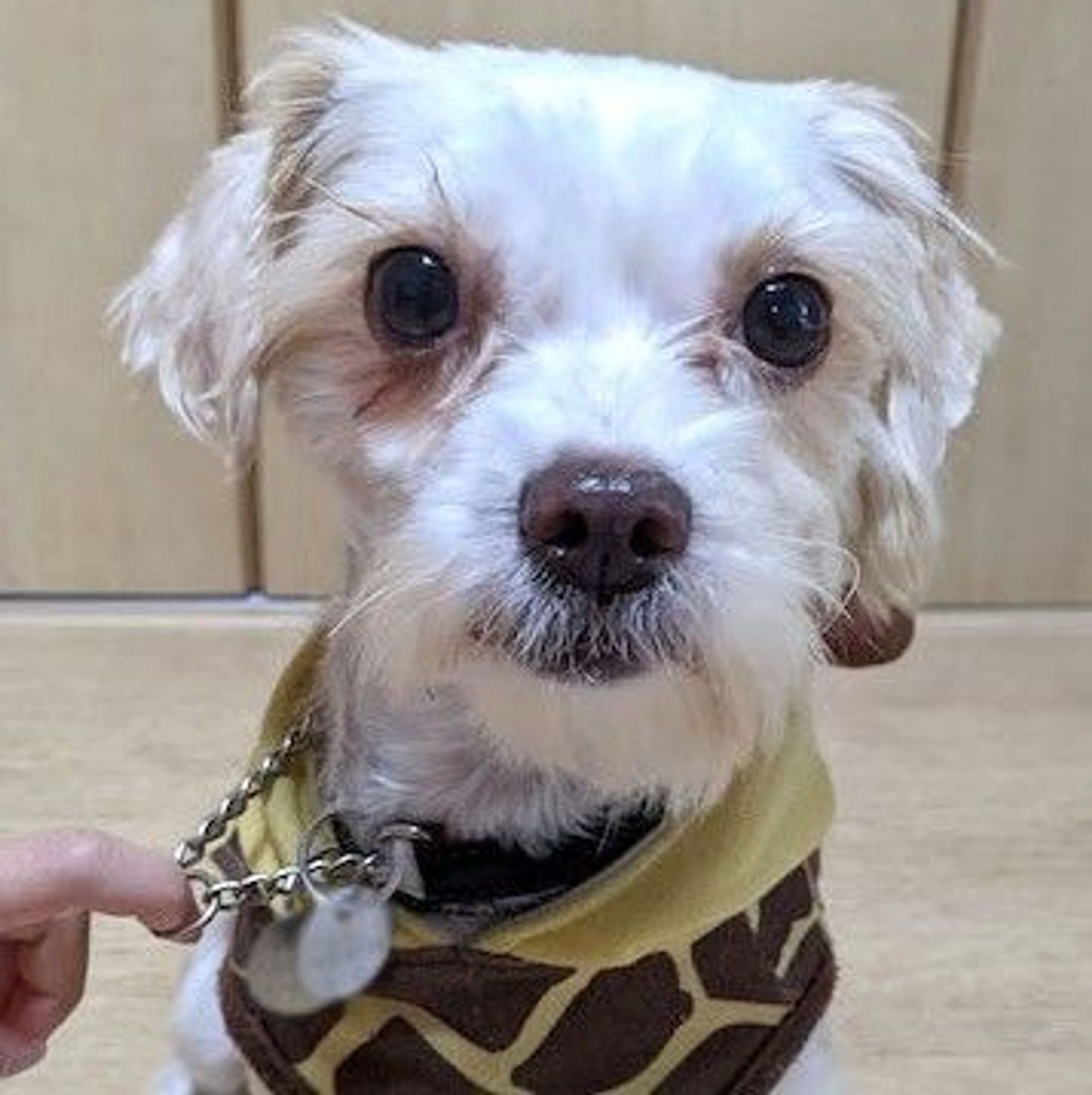 雑種（ミックス犬）・メスの里親募集の写真