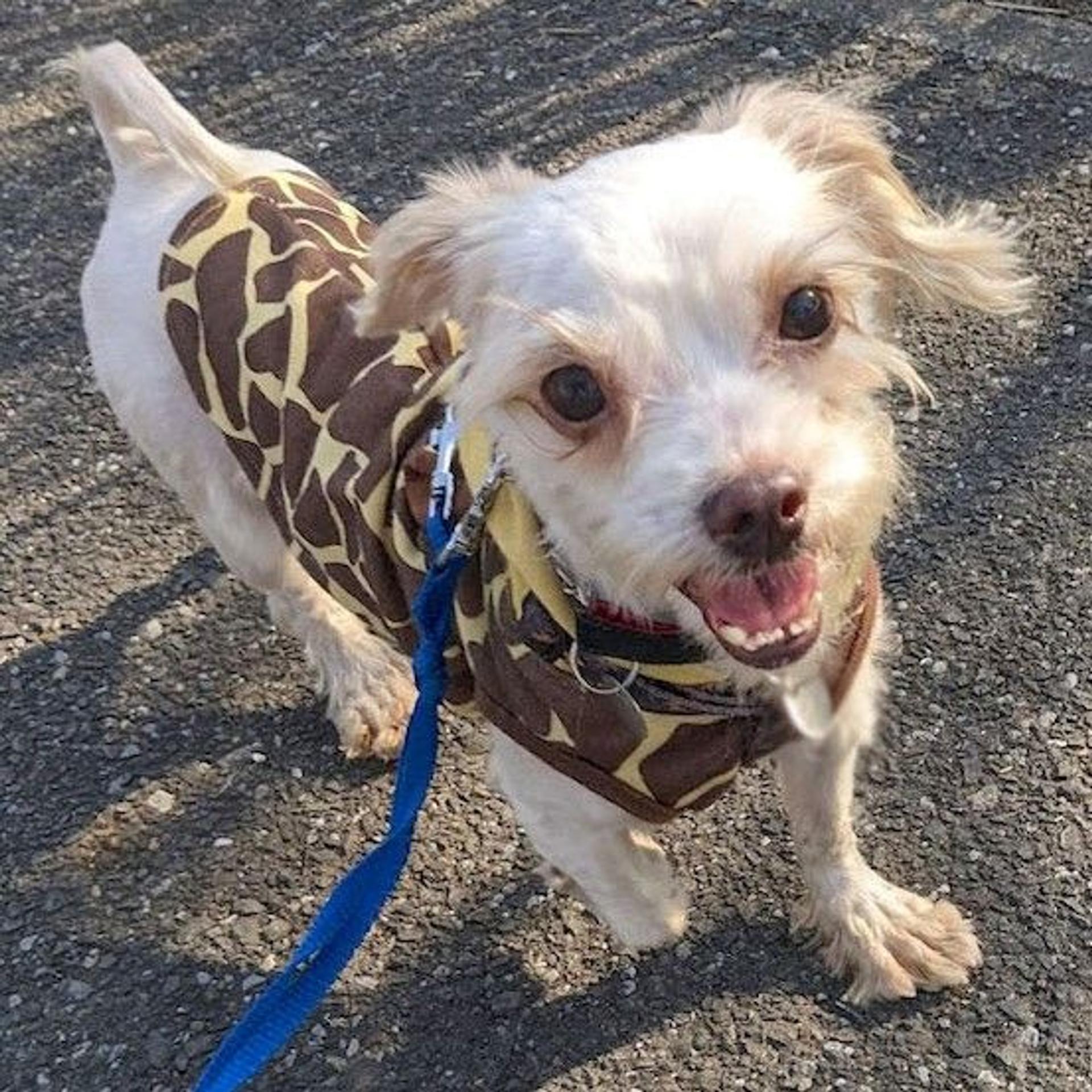 pet-image-2