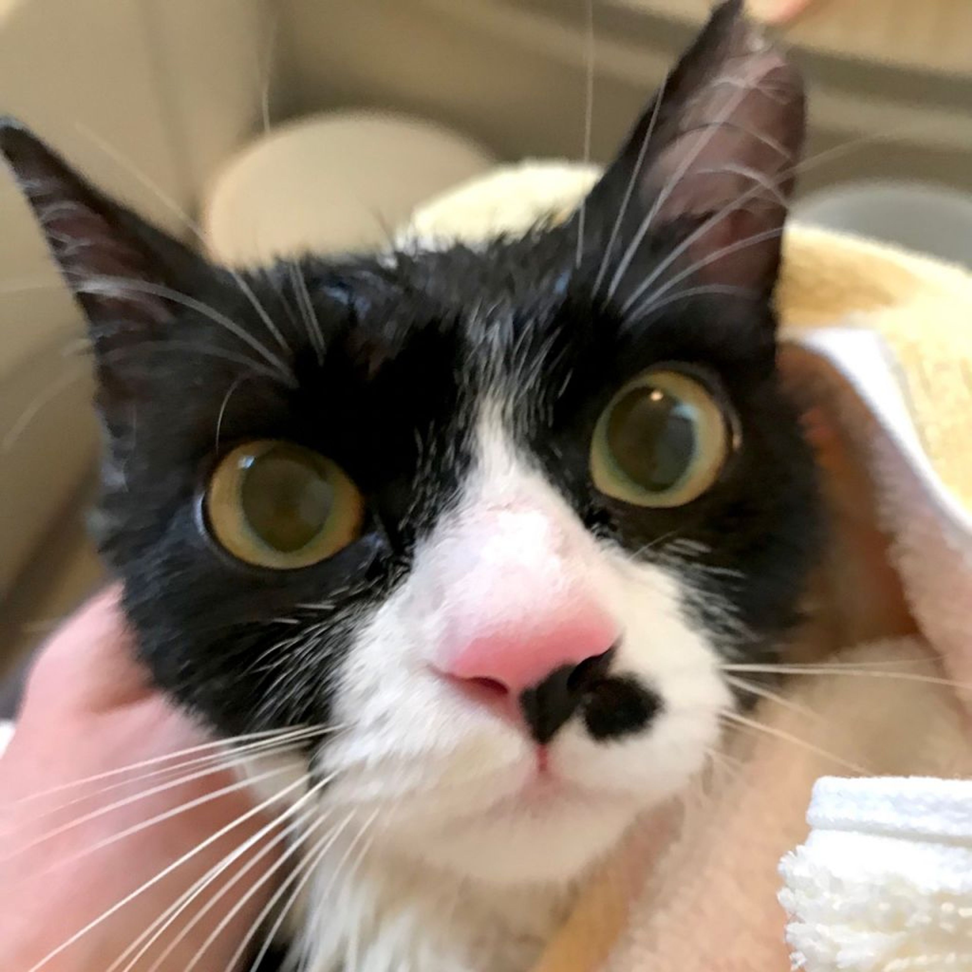 pet-image-8