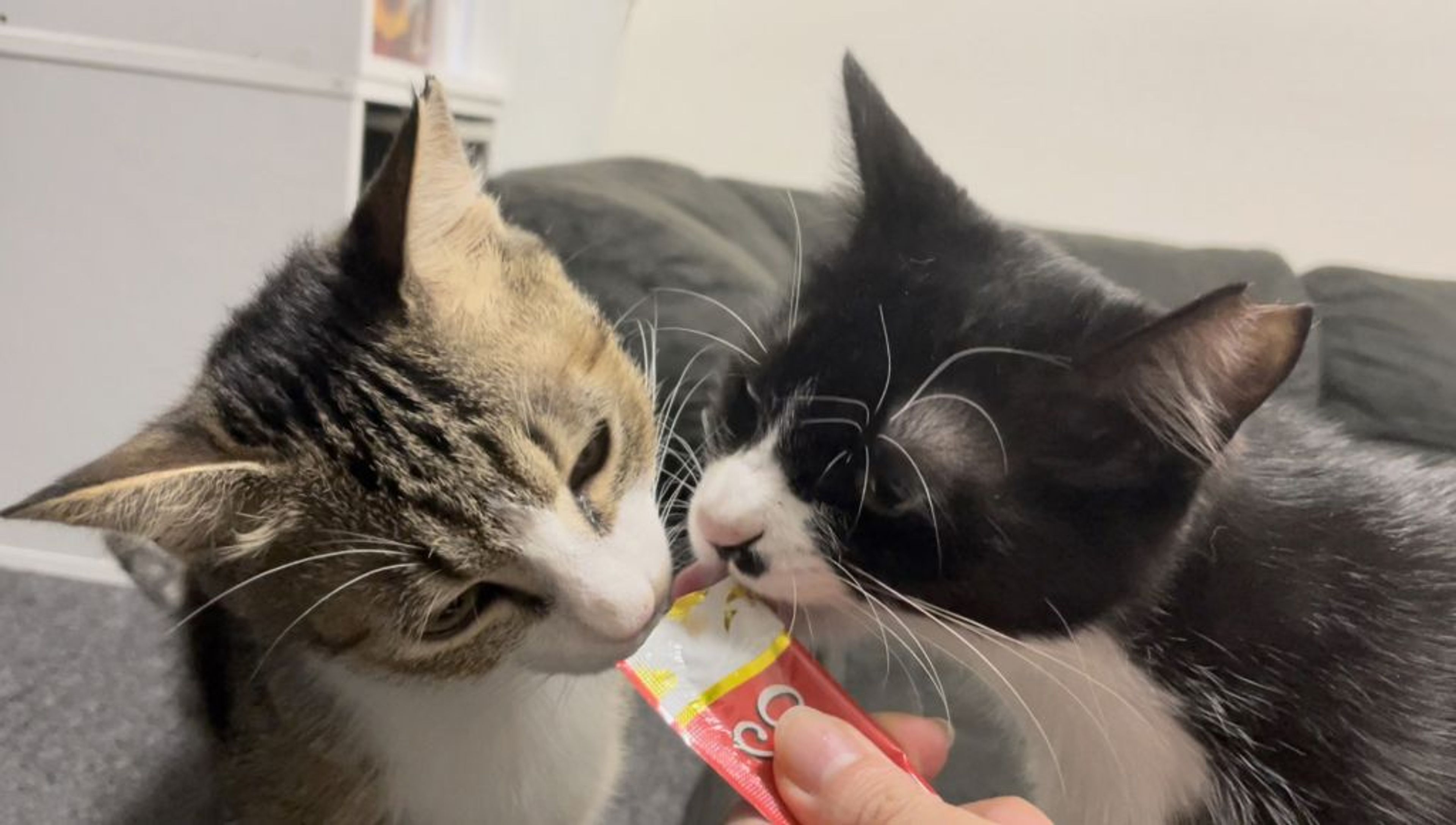 雑種（ミックス猫）・メスの里親募集の写真