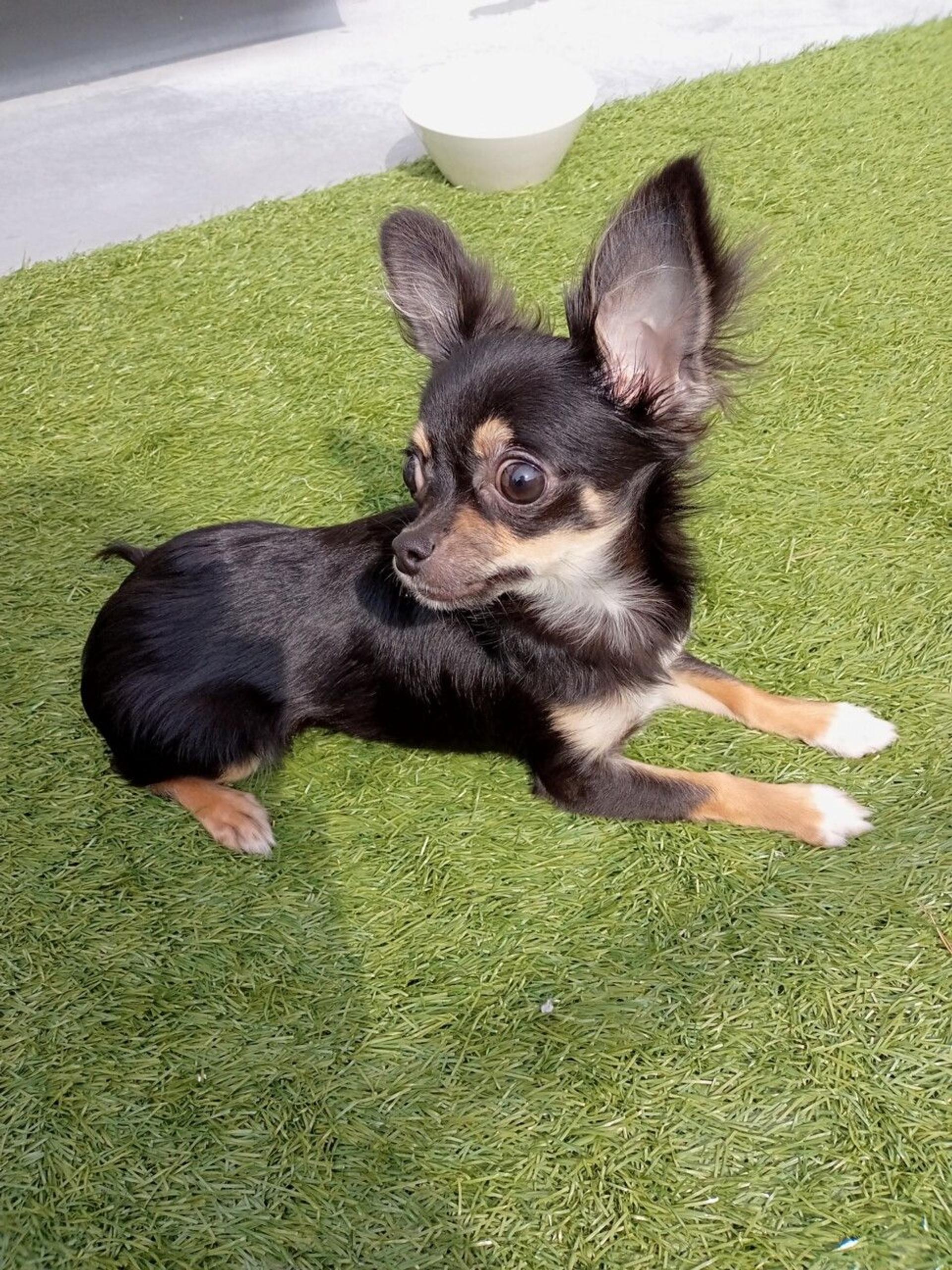 pet-image-3