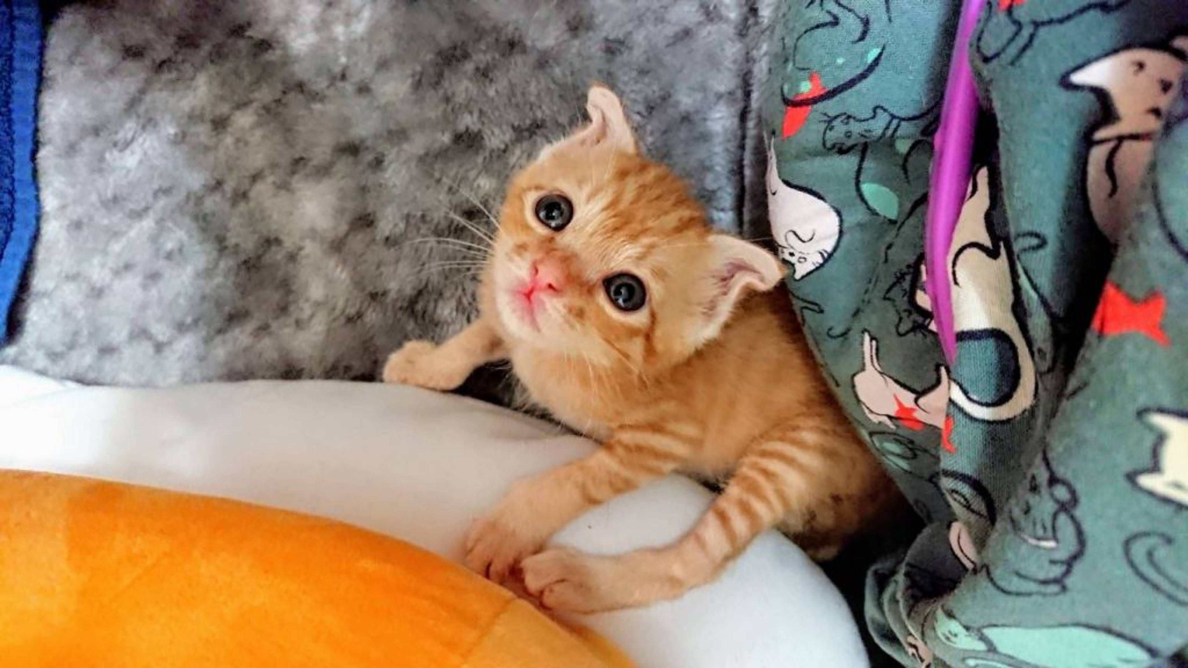雑種（ミックス猫）・メスの里親募集の写真