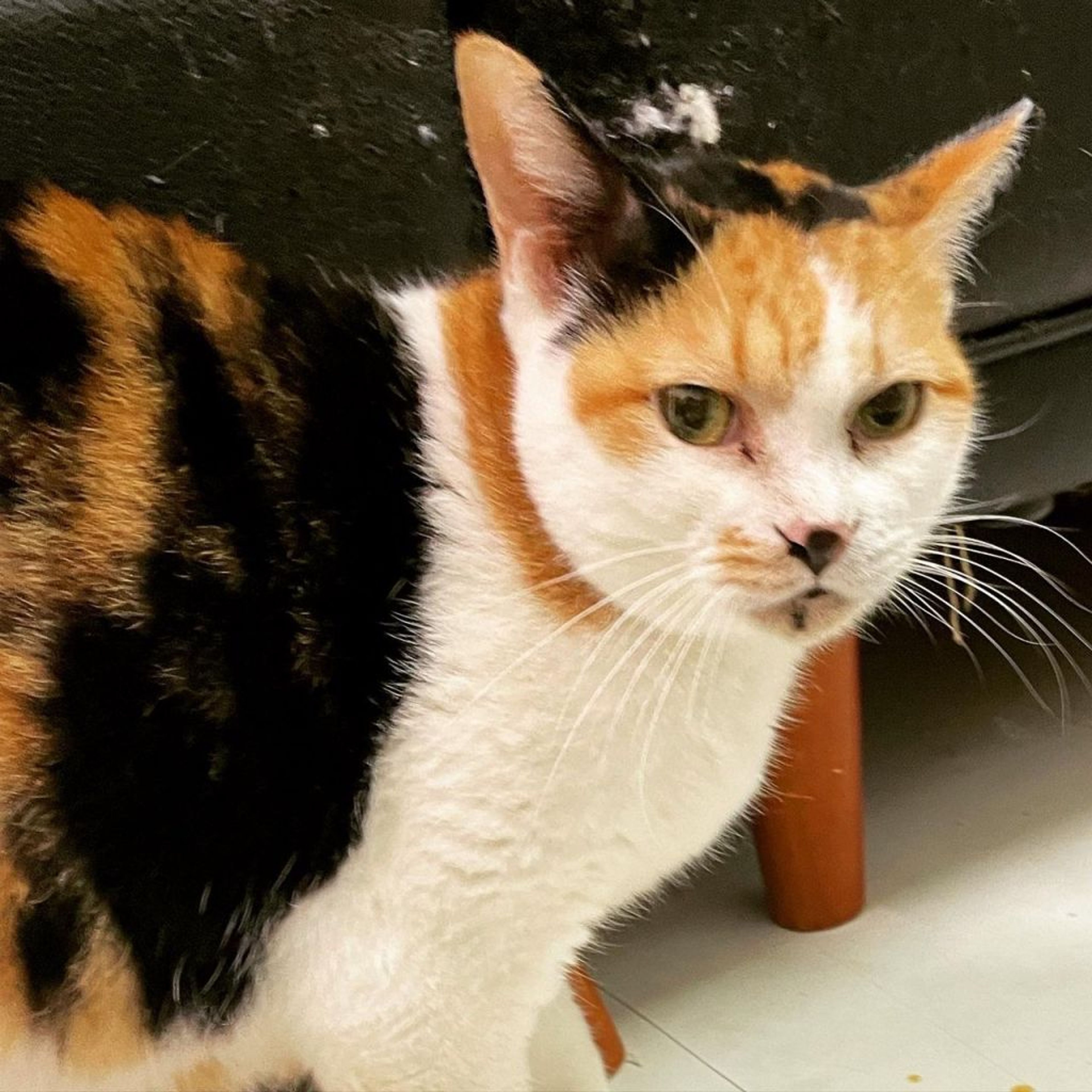 雑種（ミックス猫）・メスの里親募集の写真