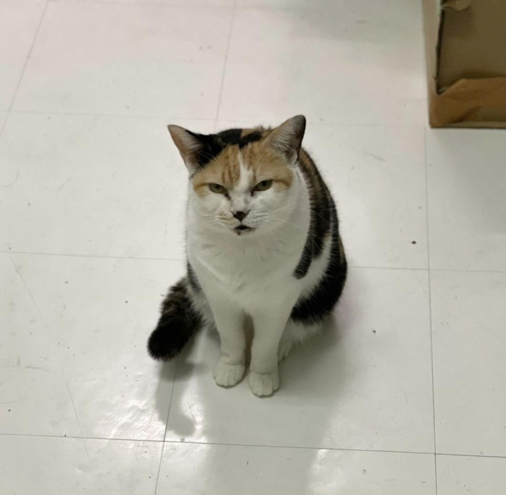 pet-image-3