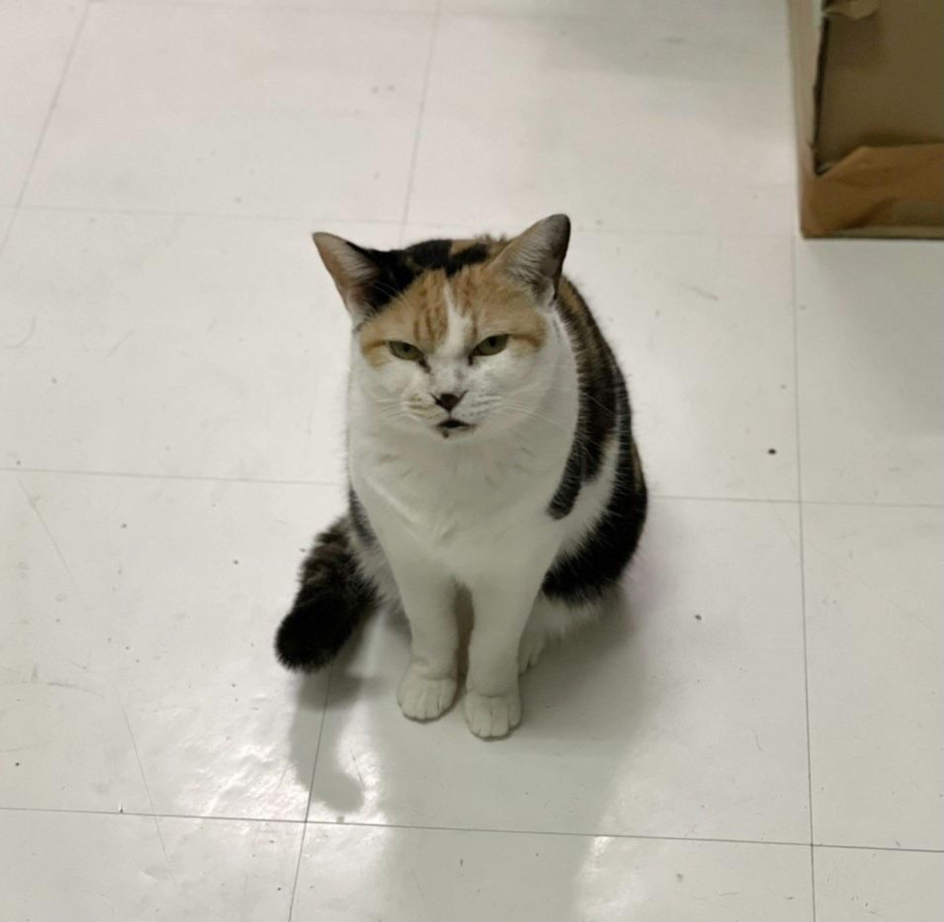 pet-image-3