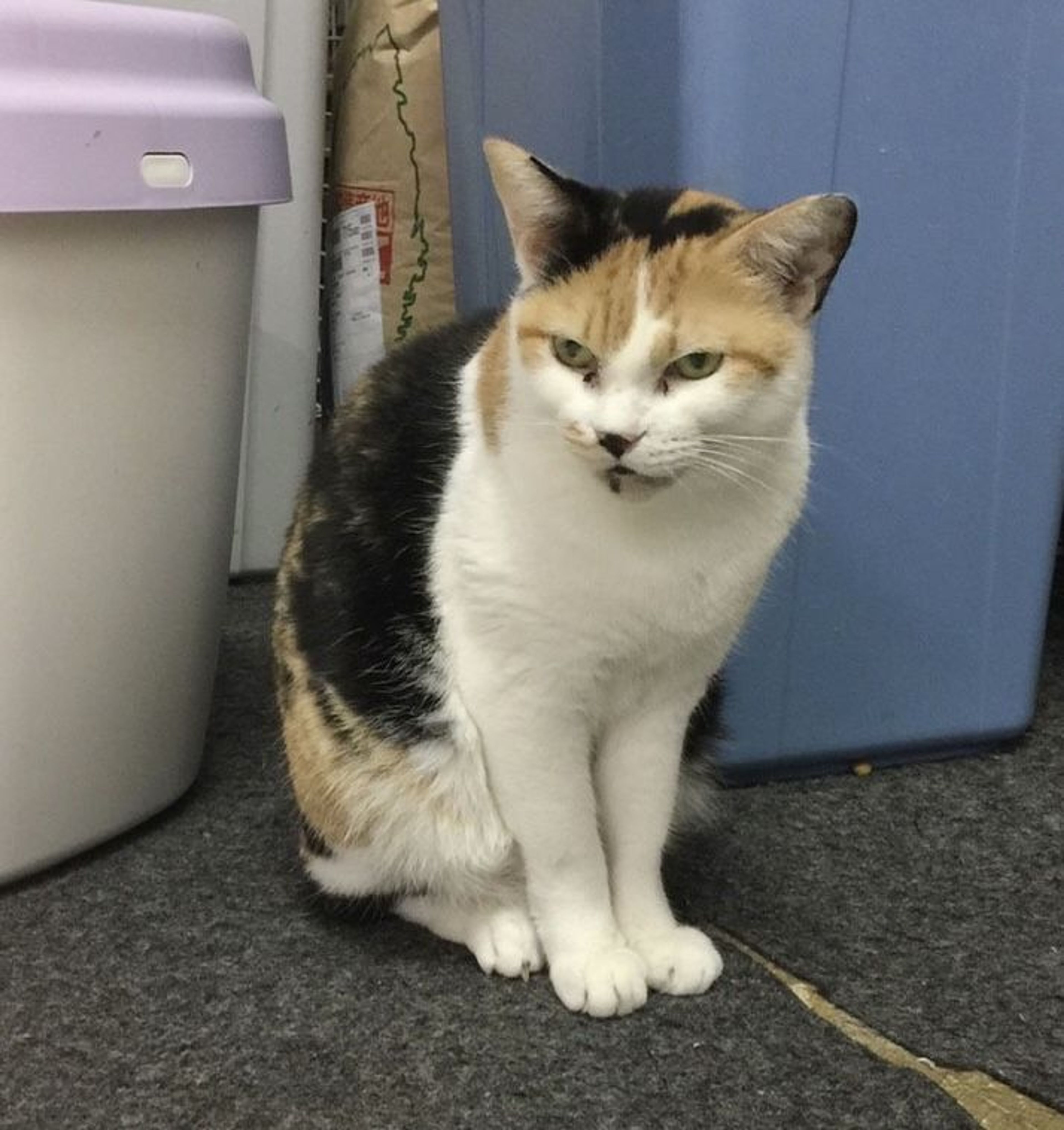 pet-image-5