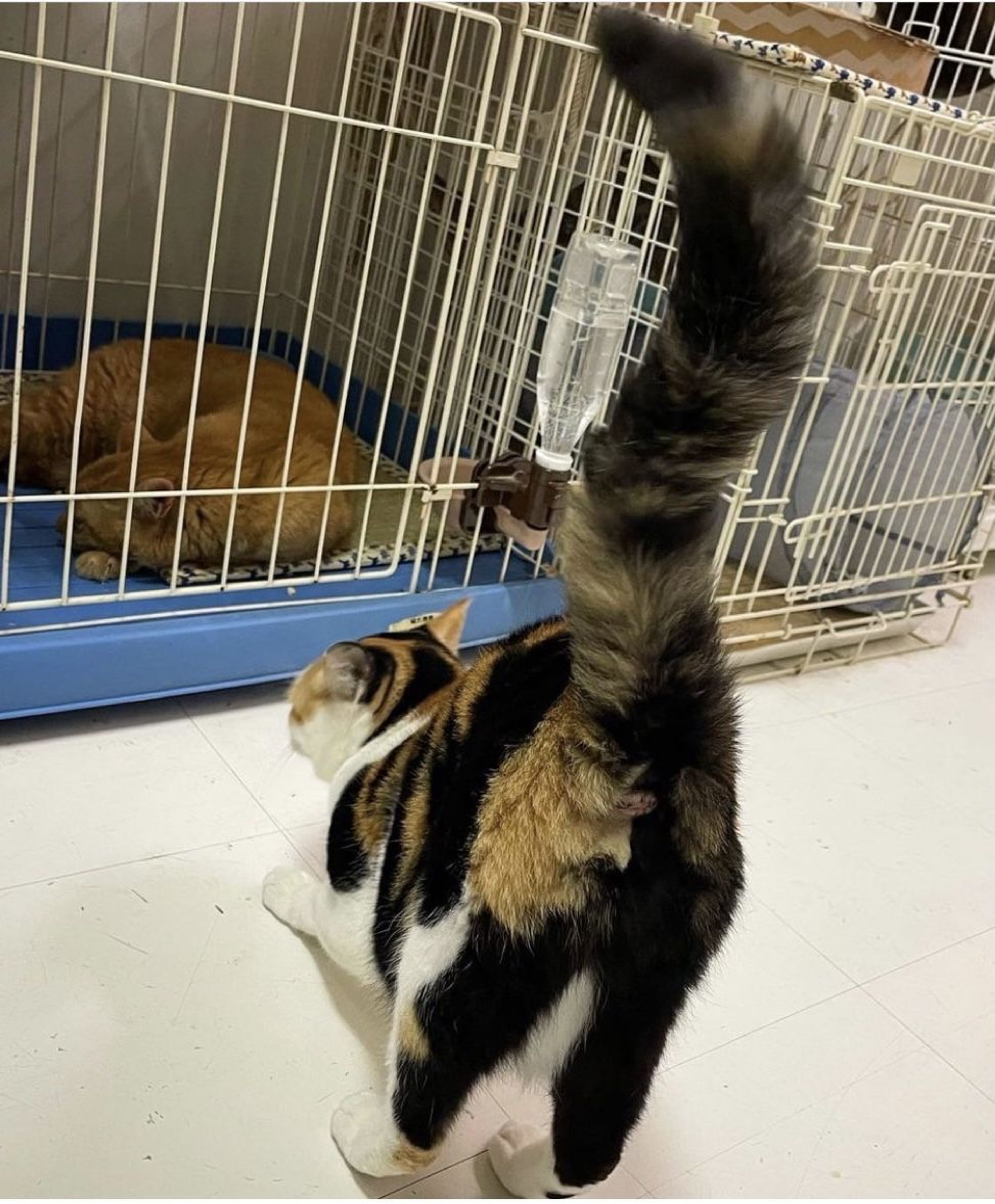 pet-image-7