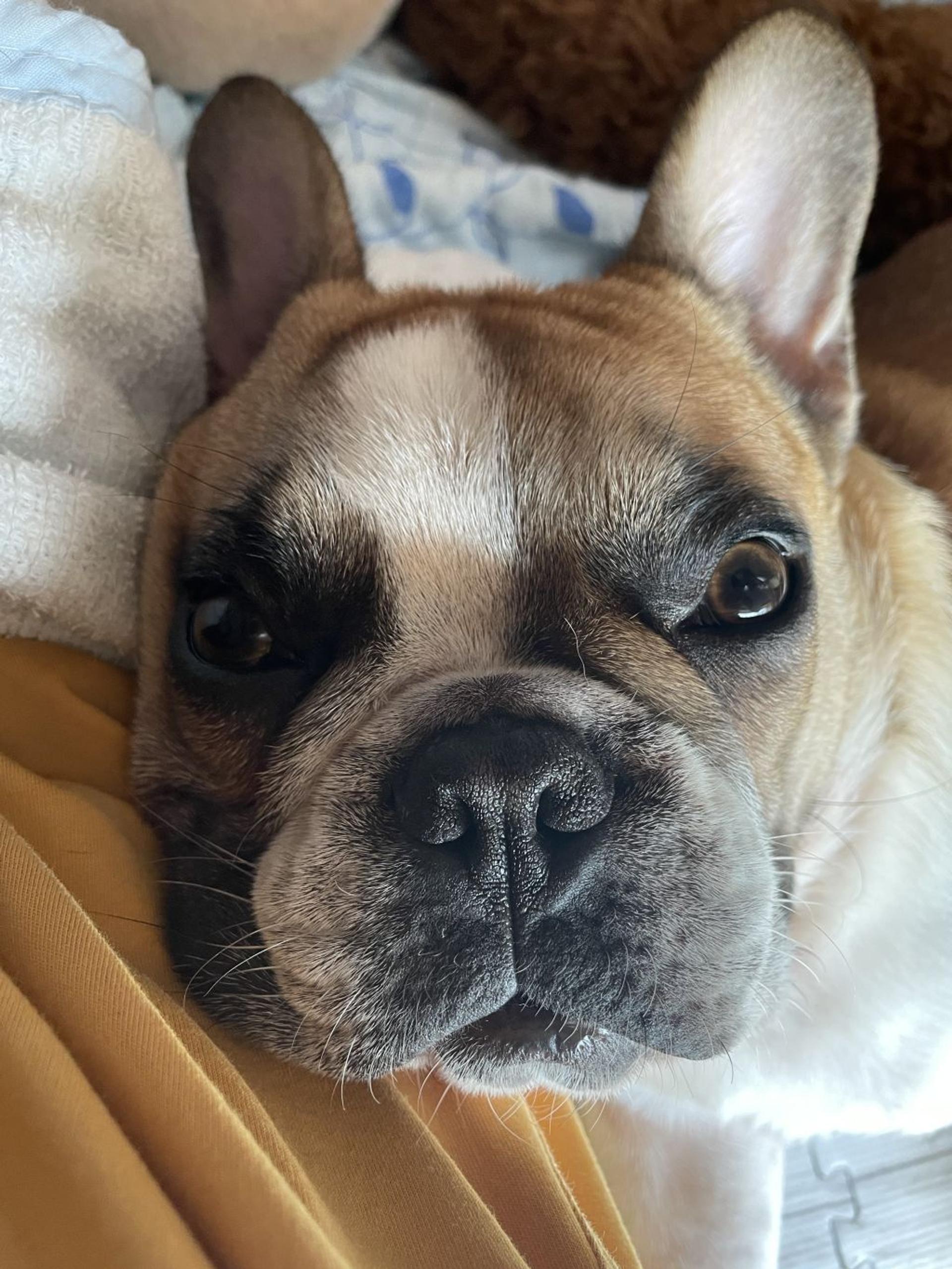 pet-image-2