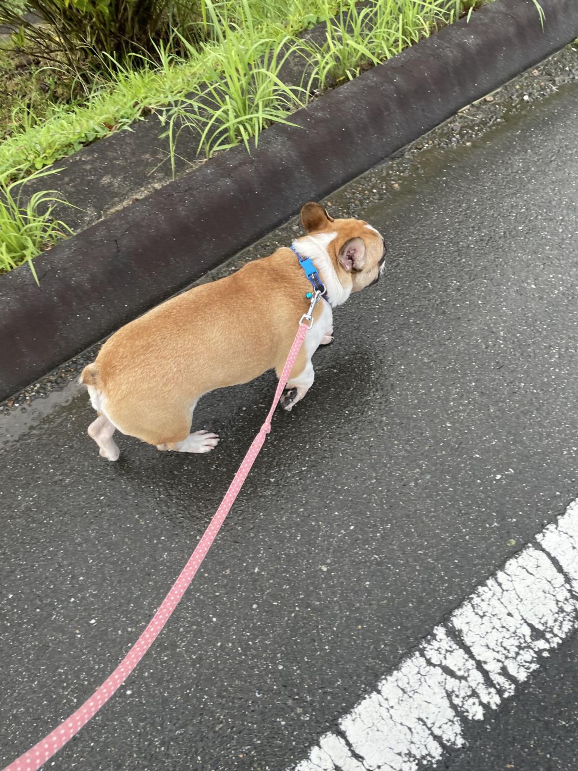 pet-image-5