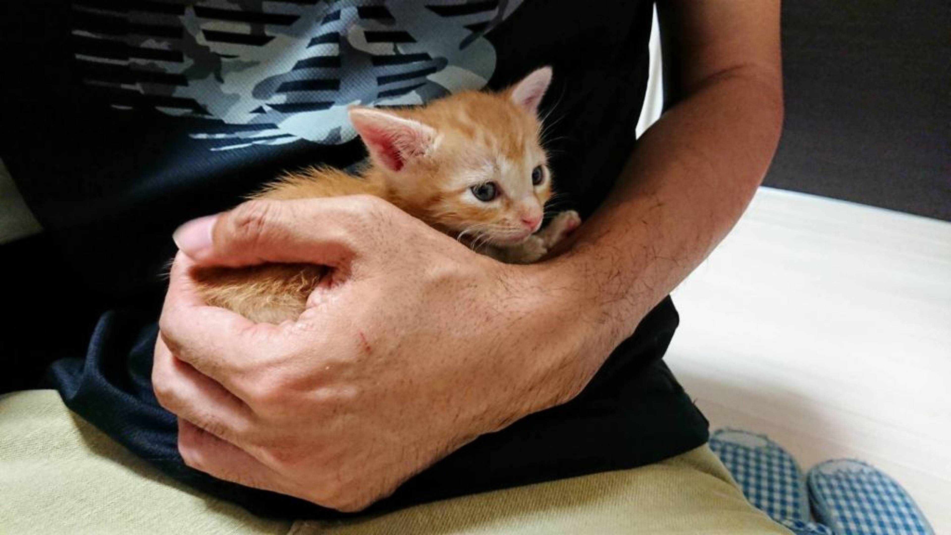 雑種（ミックス猫）・メスの里親募集の写真