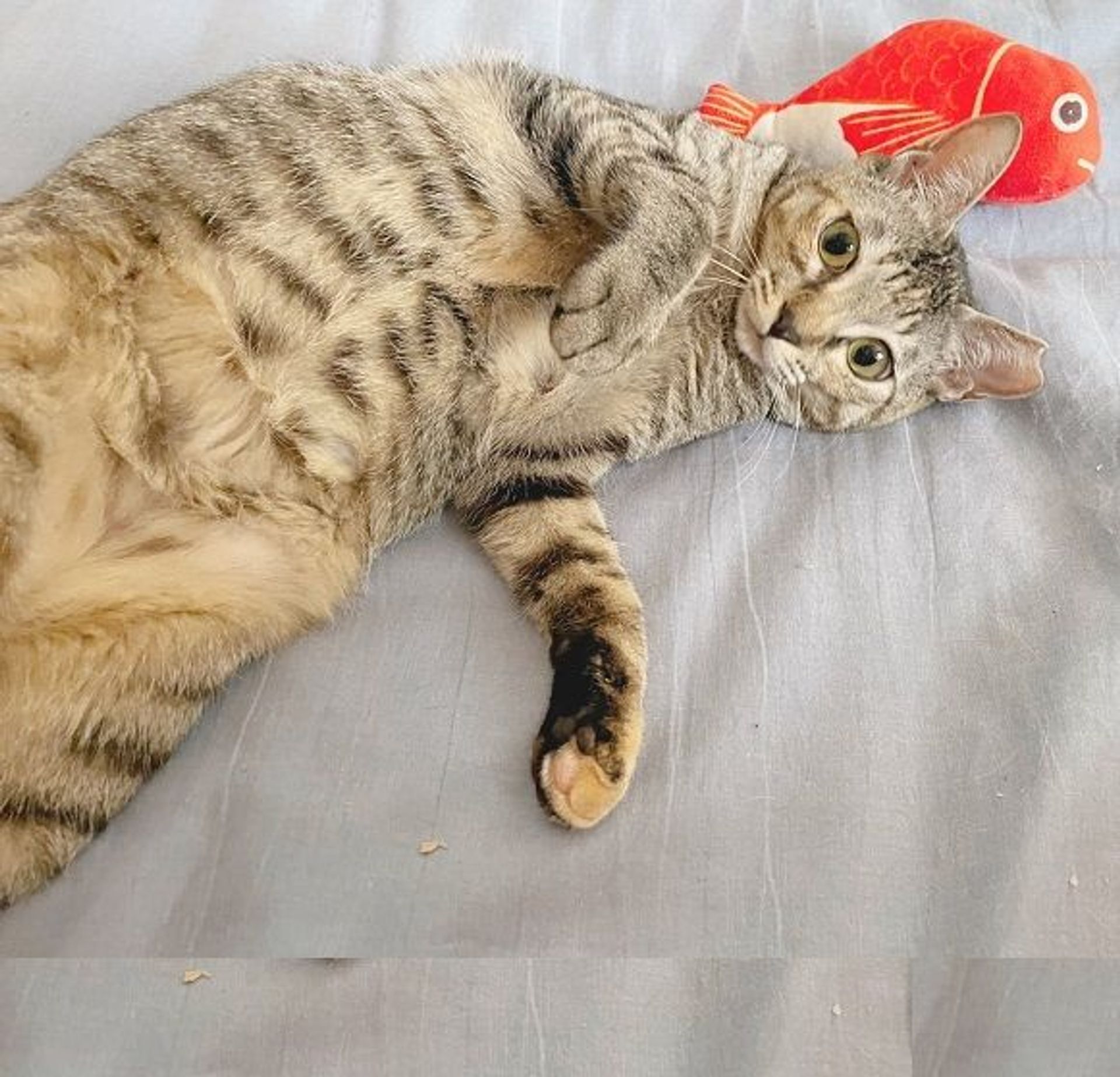 雑種（ミックス猫）・メスの里親募集の写真