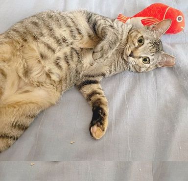 ゆずの写真