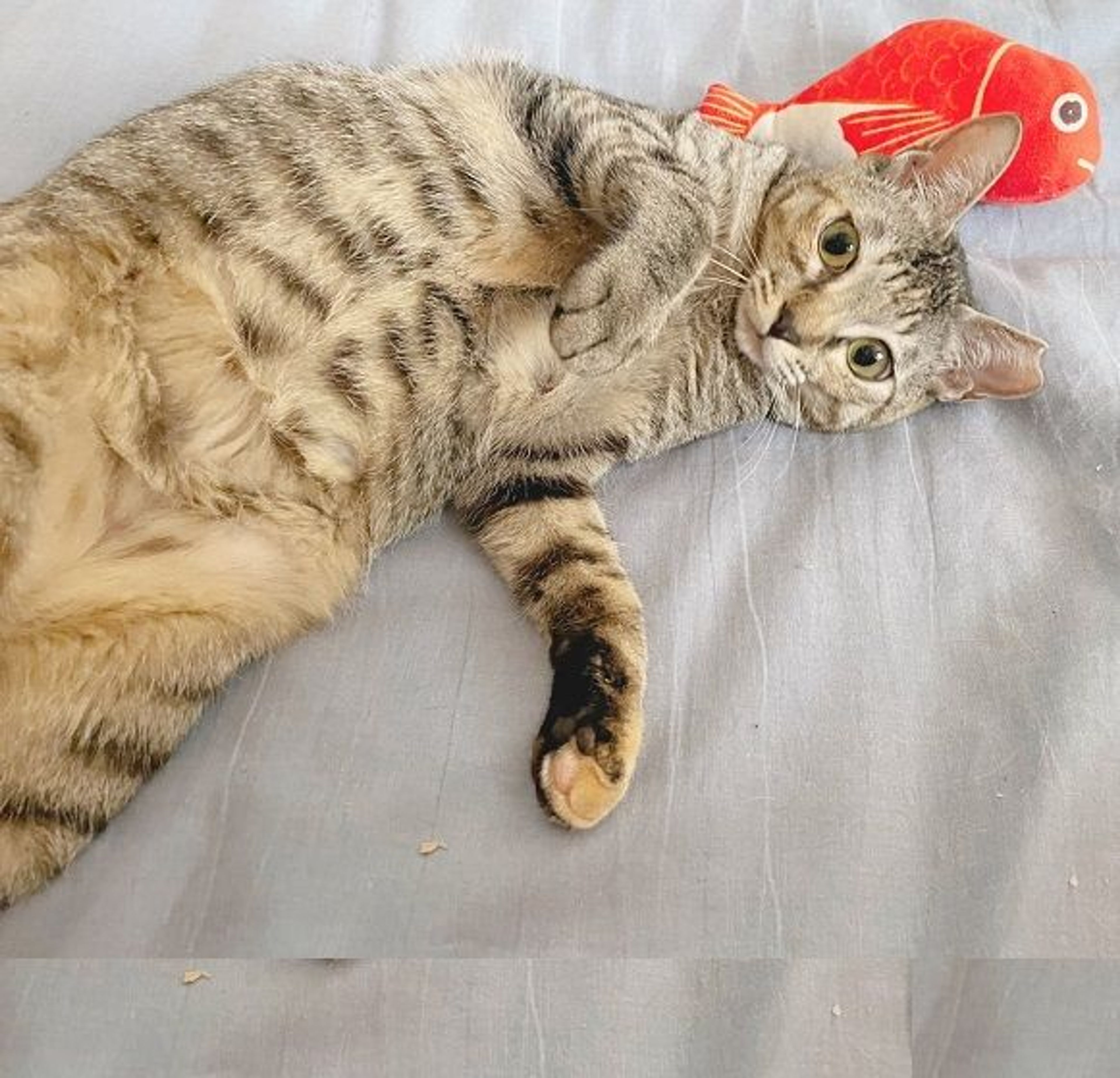 雑種（ミックス猫）・メスの里親募集の写真