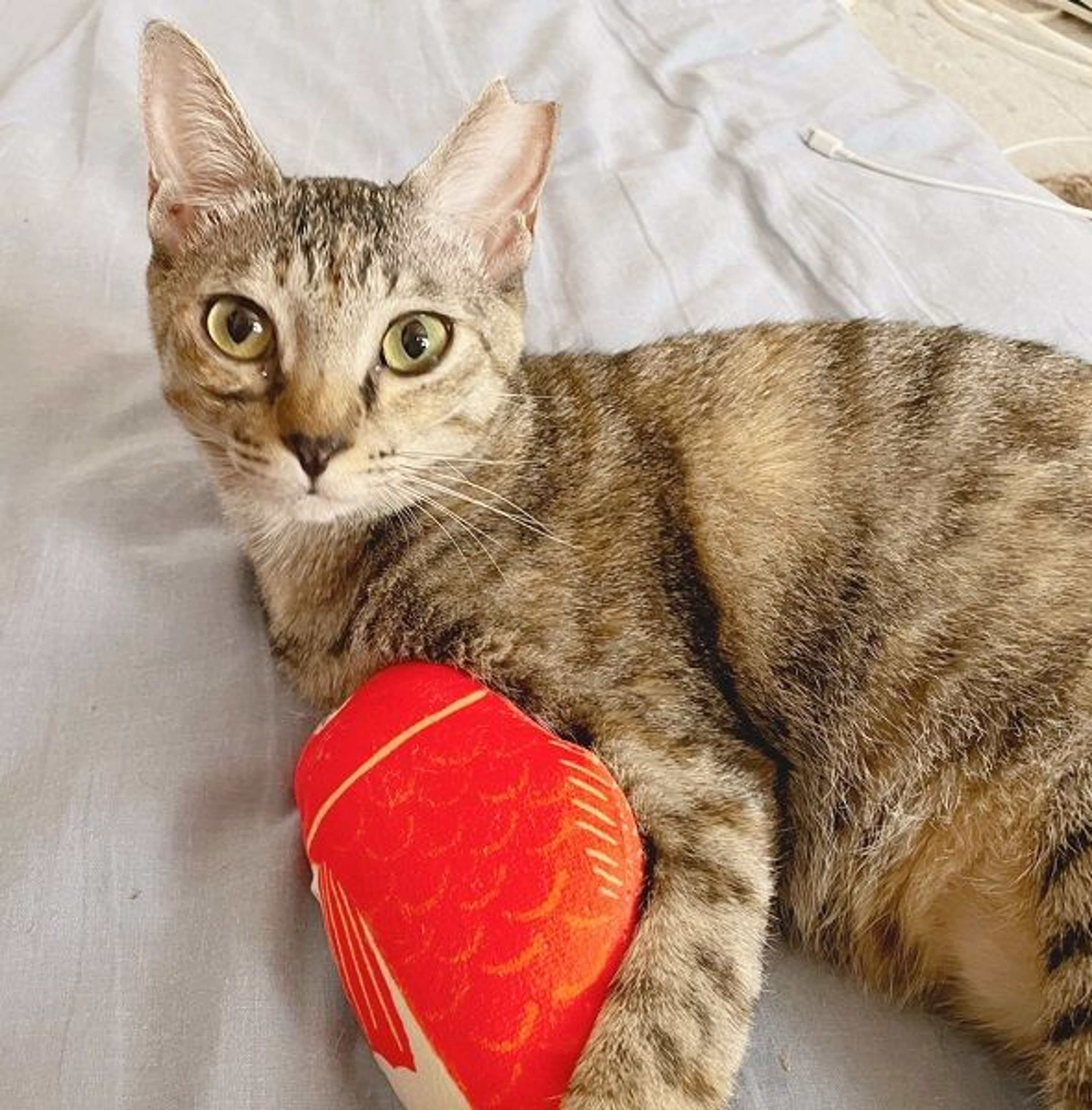 pet-image-2