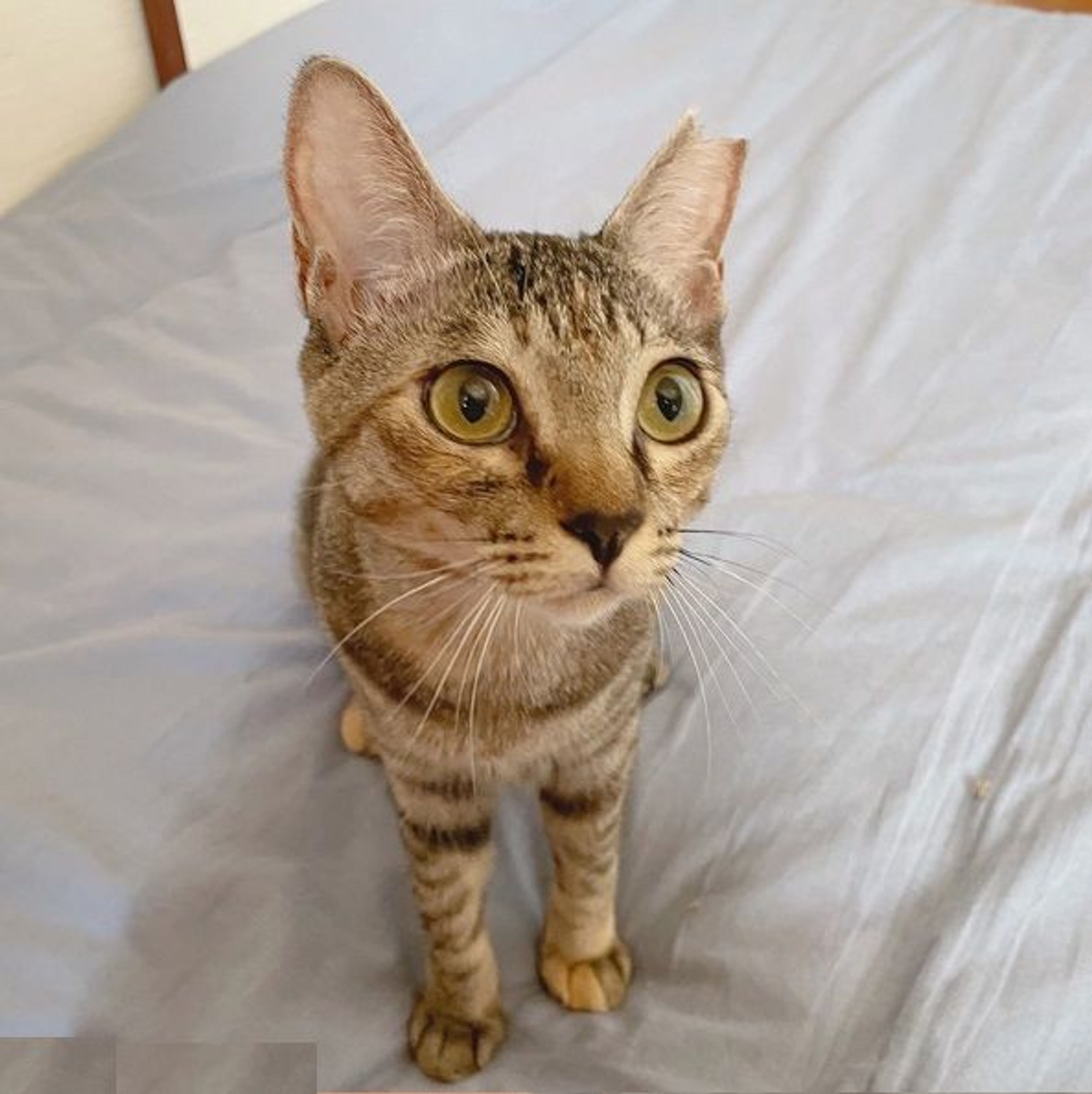 pet-image-3