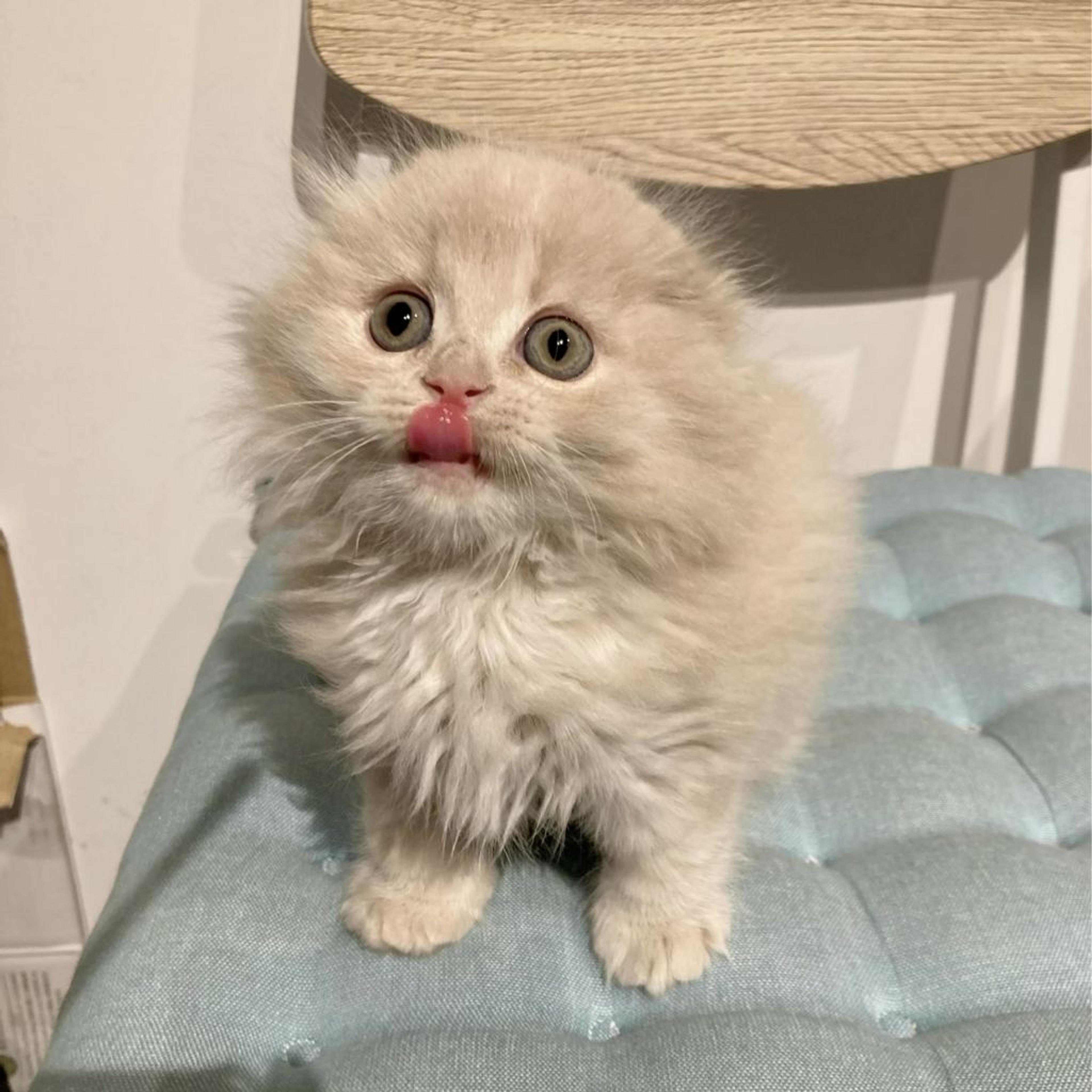 pet-image-4