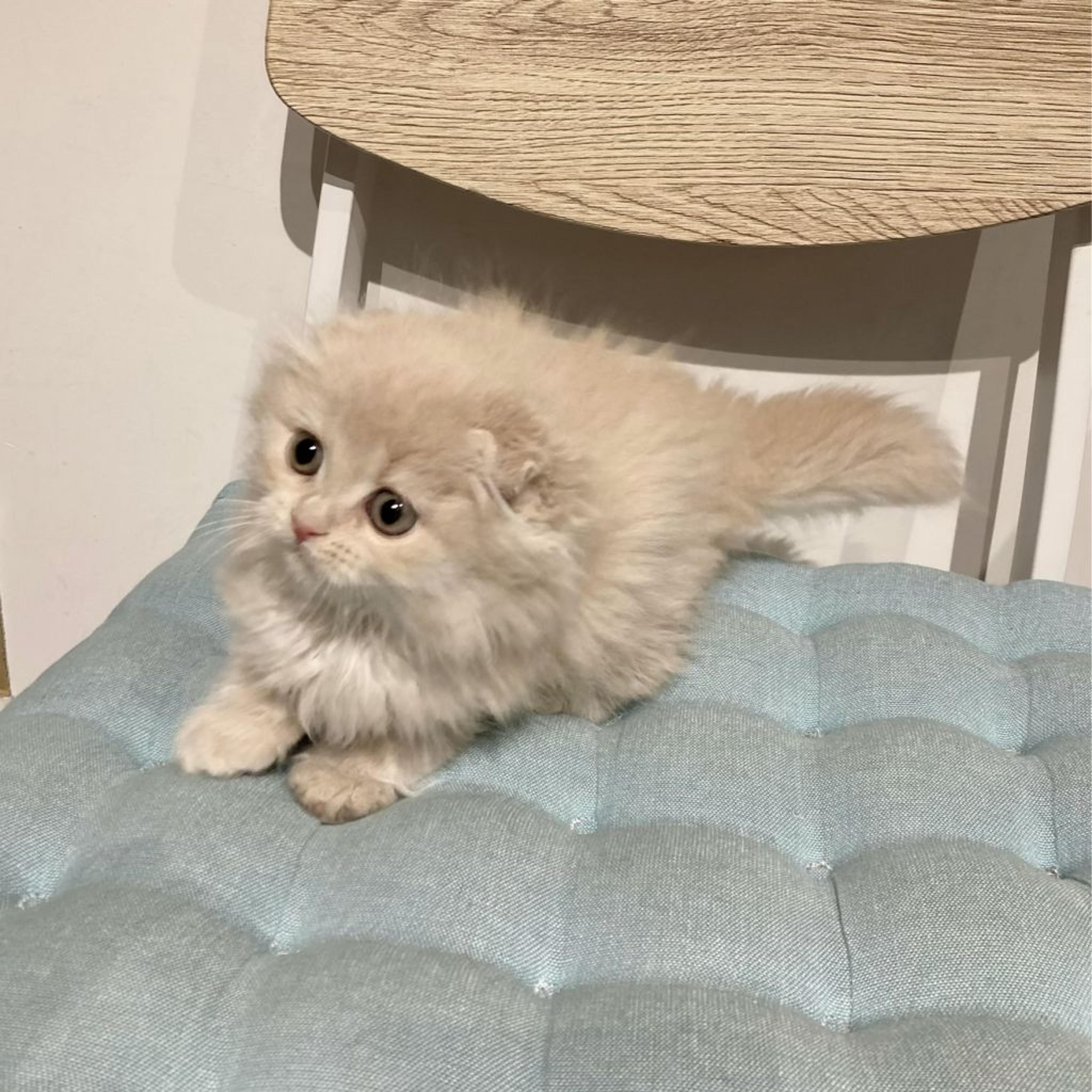 pet-image-6