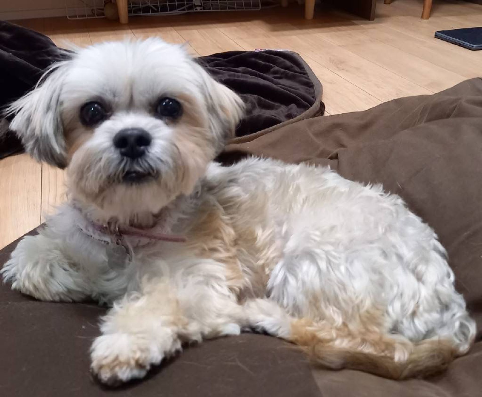 雑種（ミックス犬）・メスの里親募集の写真