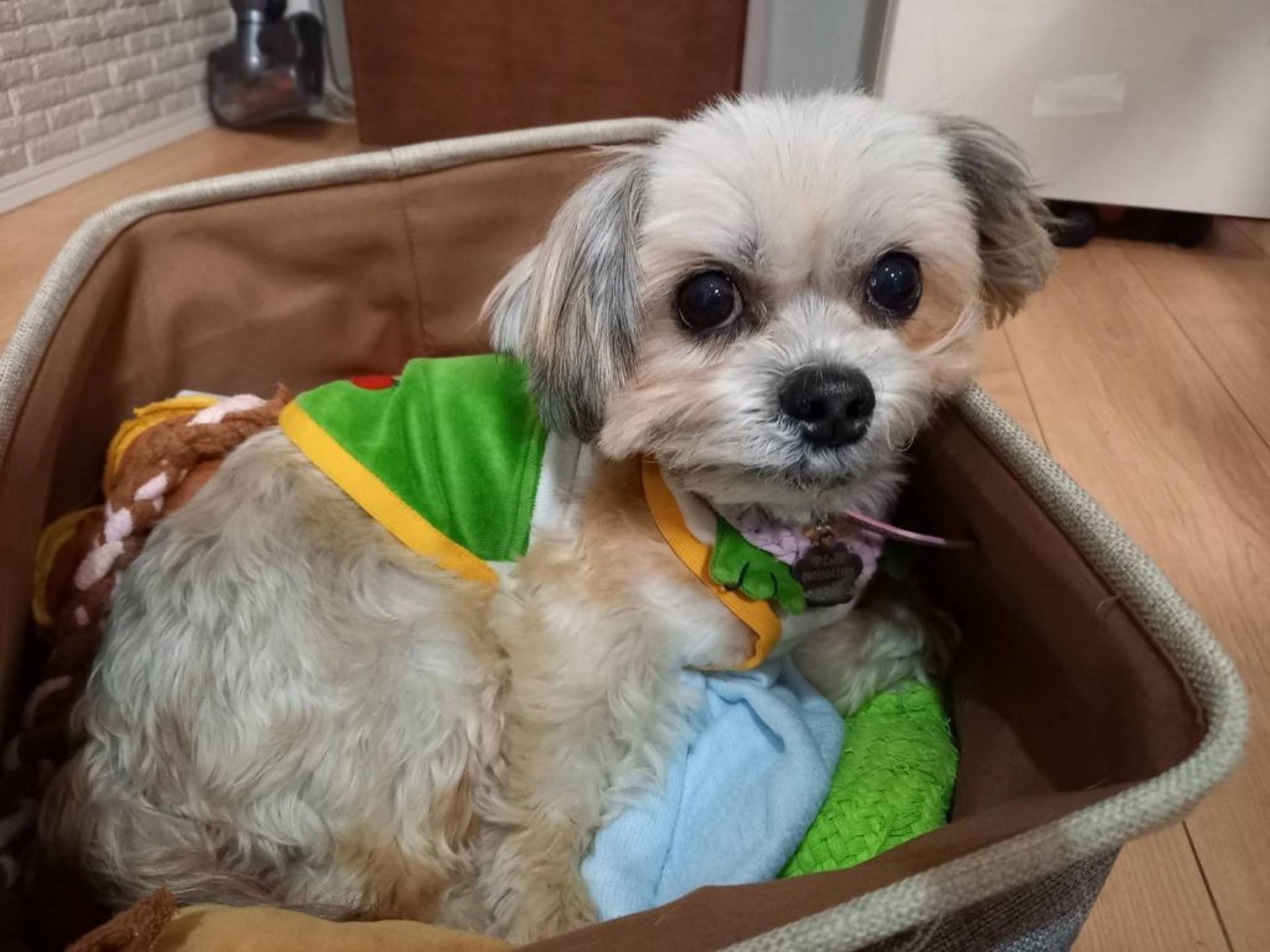 pet-image-2