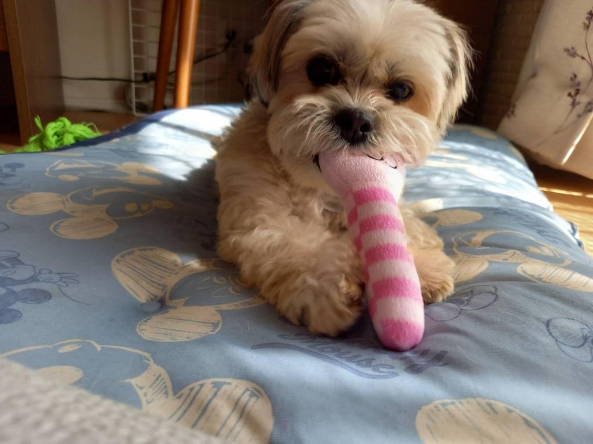 pet-image-3