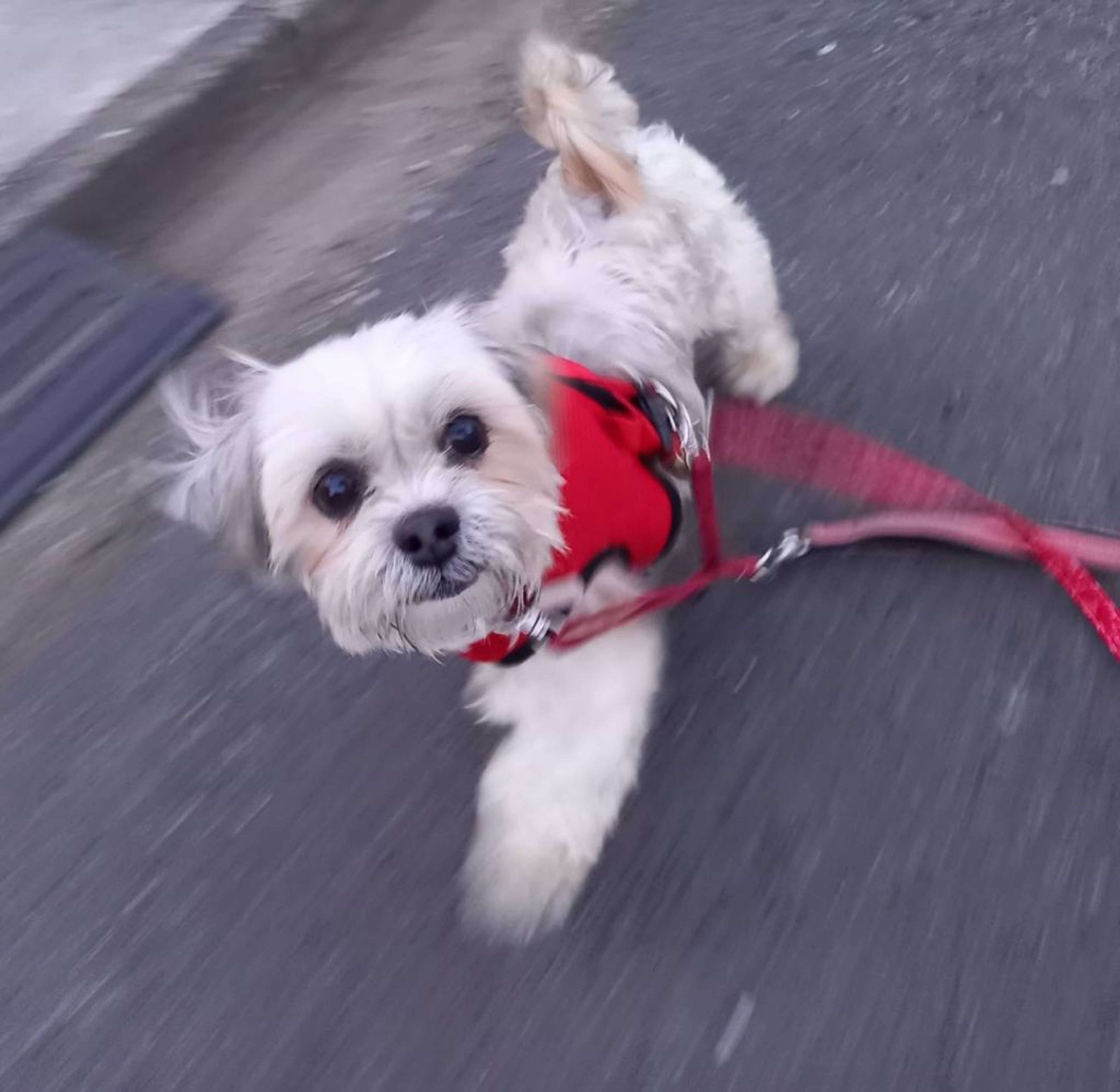 pet-image-4