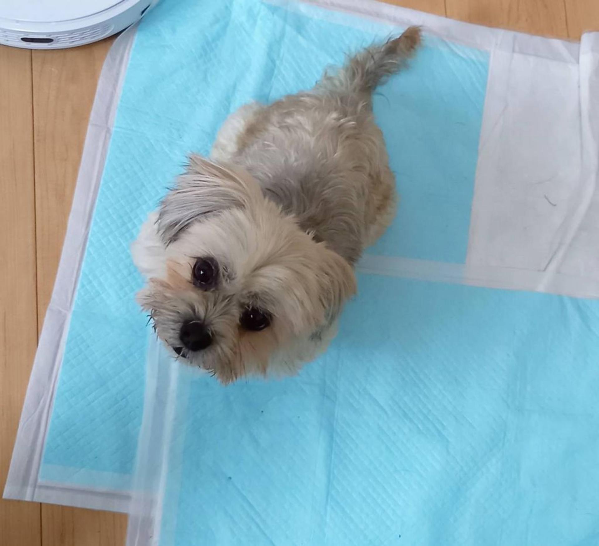 pet-image-6
