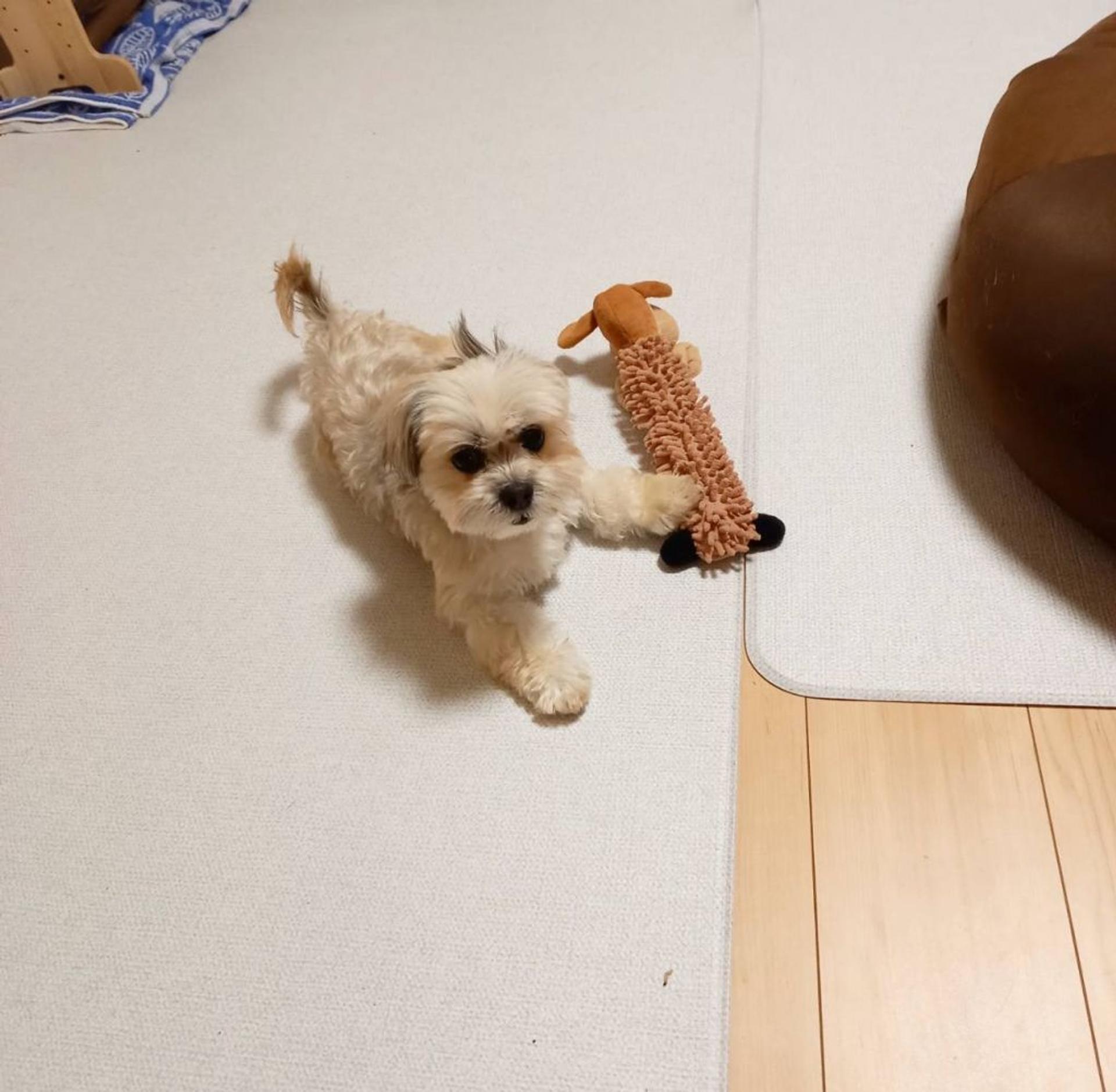 pet-image-7