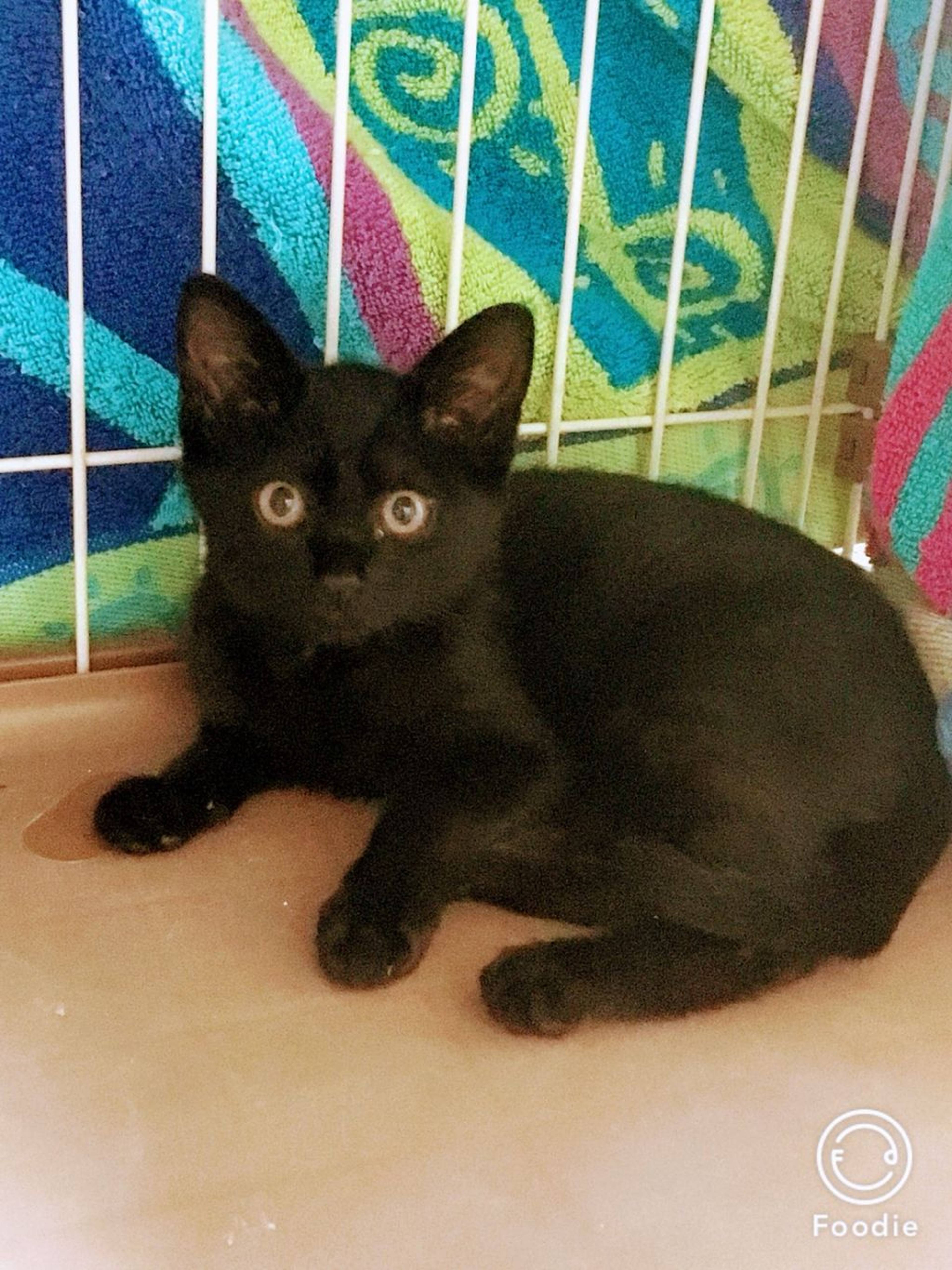 雑種（ミックス猫）・メスの里親募集の写真