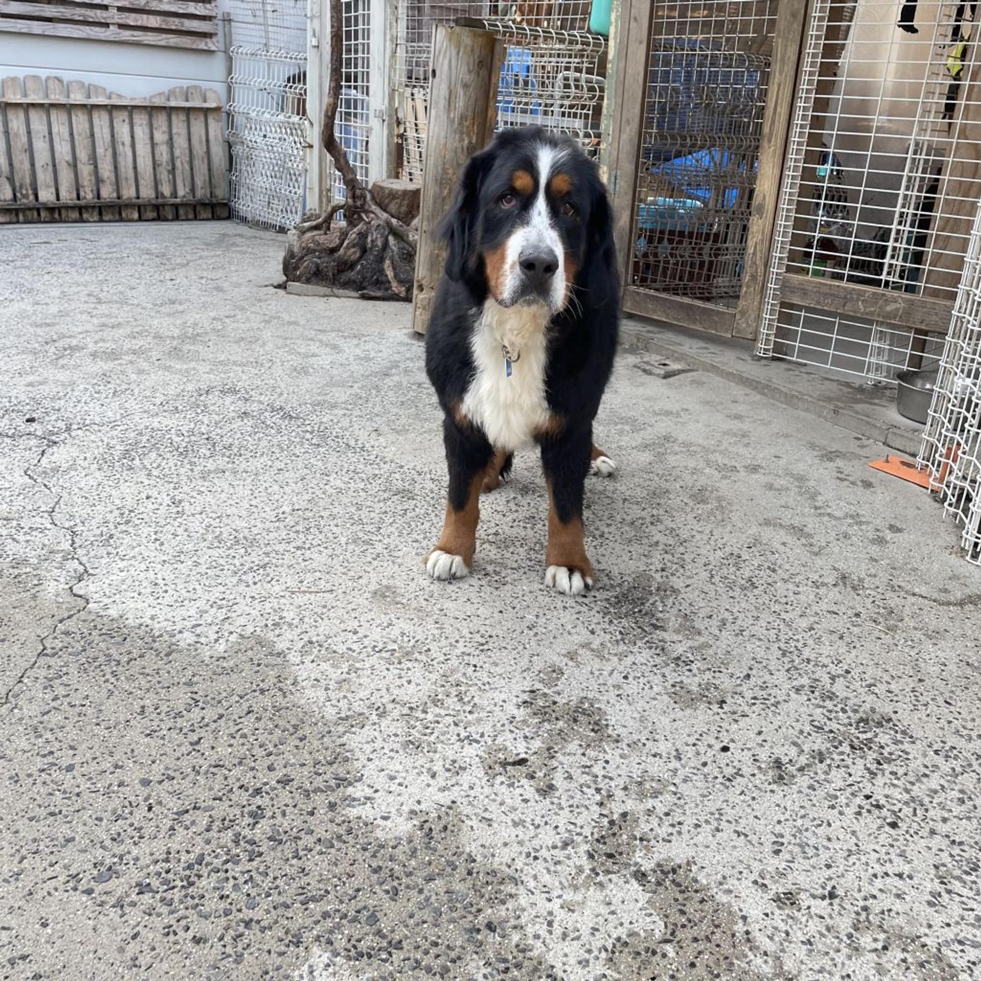 pet-image-5