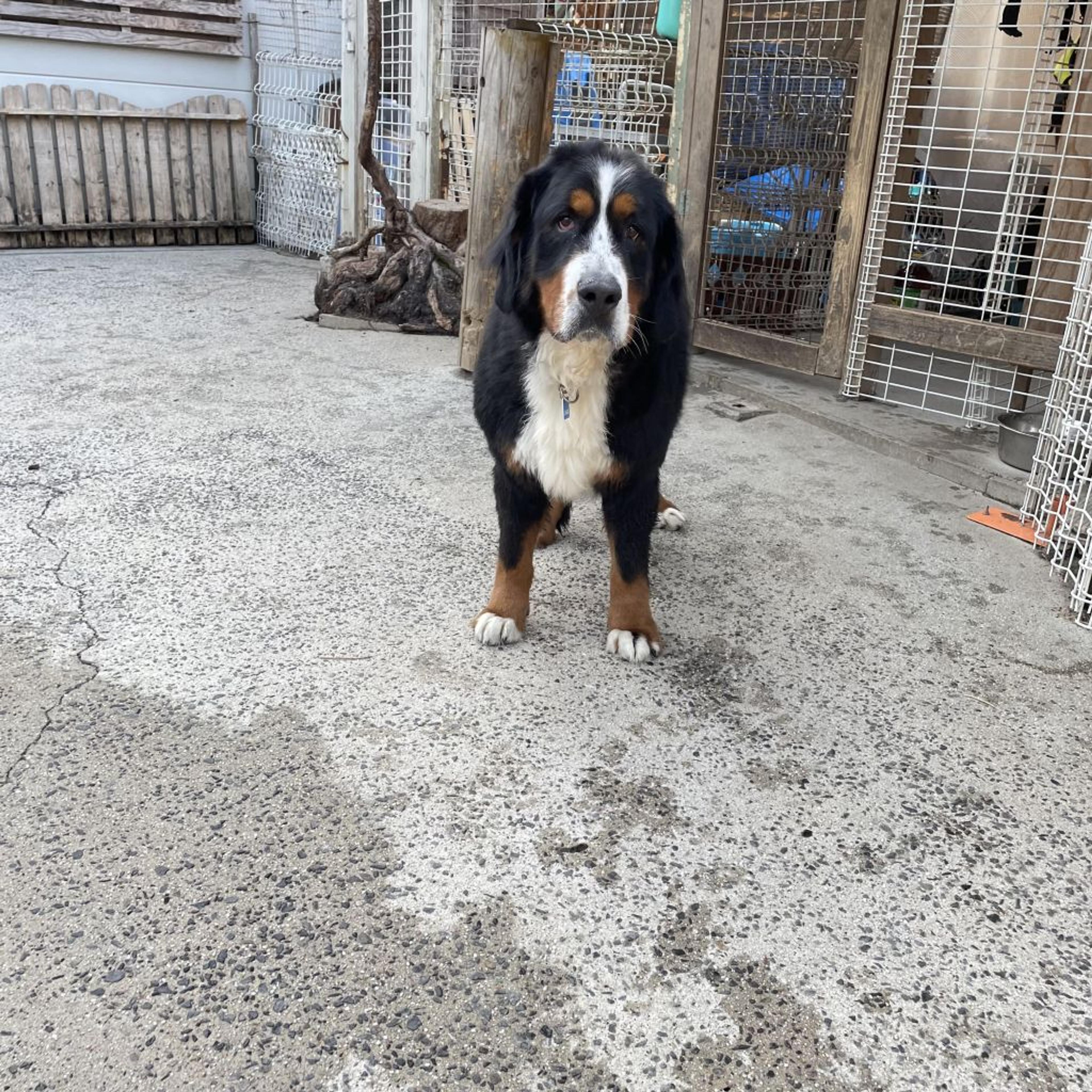 pet-image-5