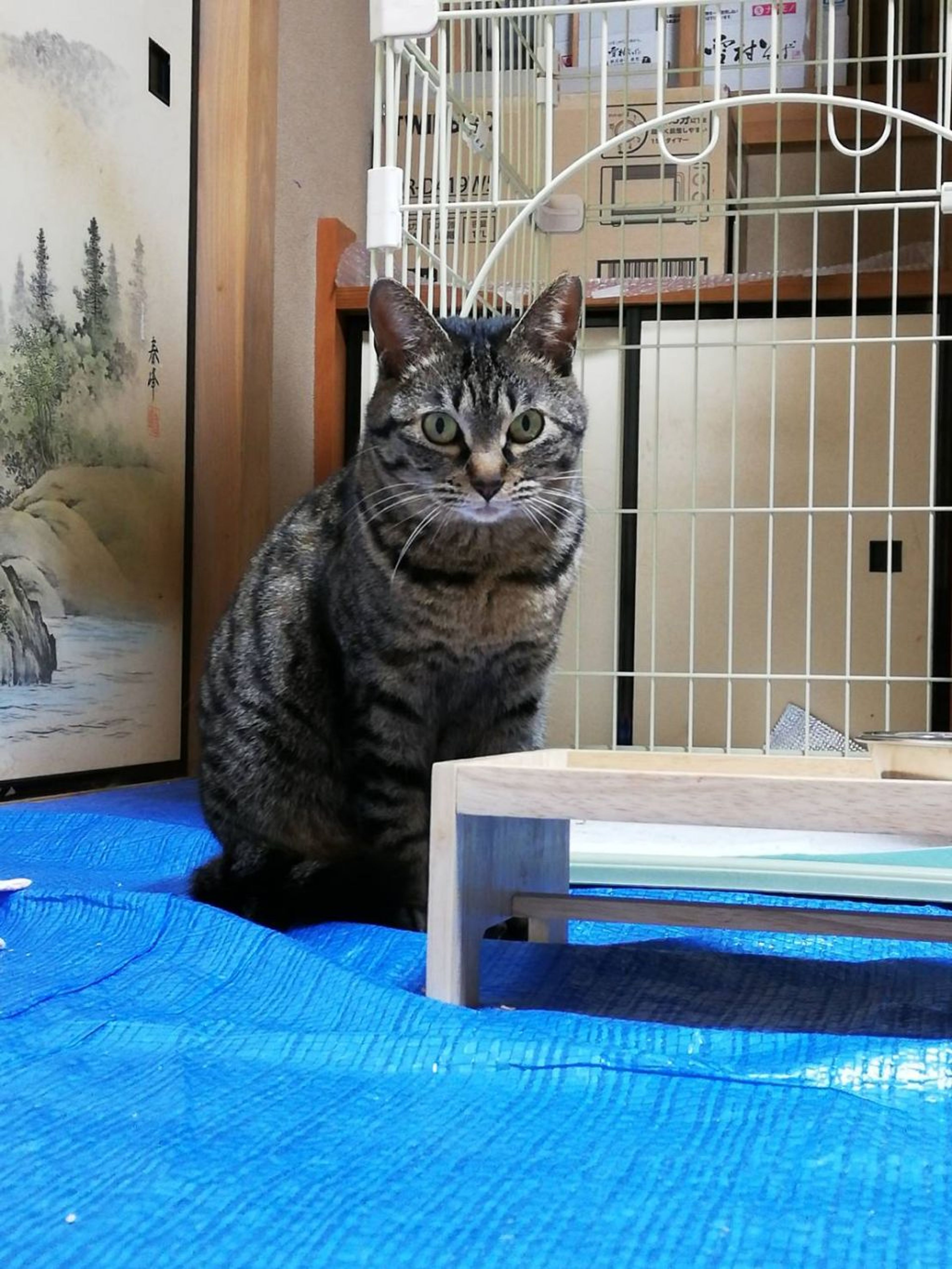 雑種（ミックス猫）・メスの里親募集の写真
