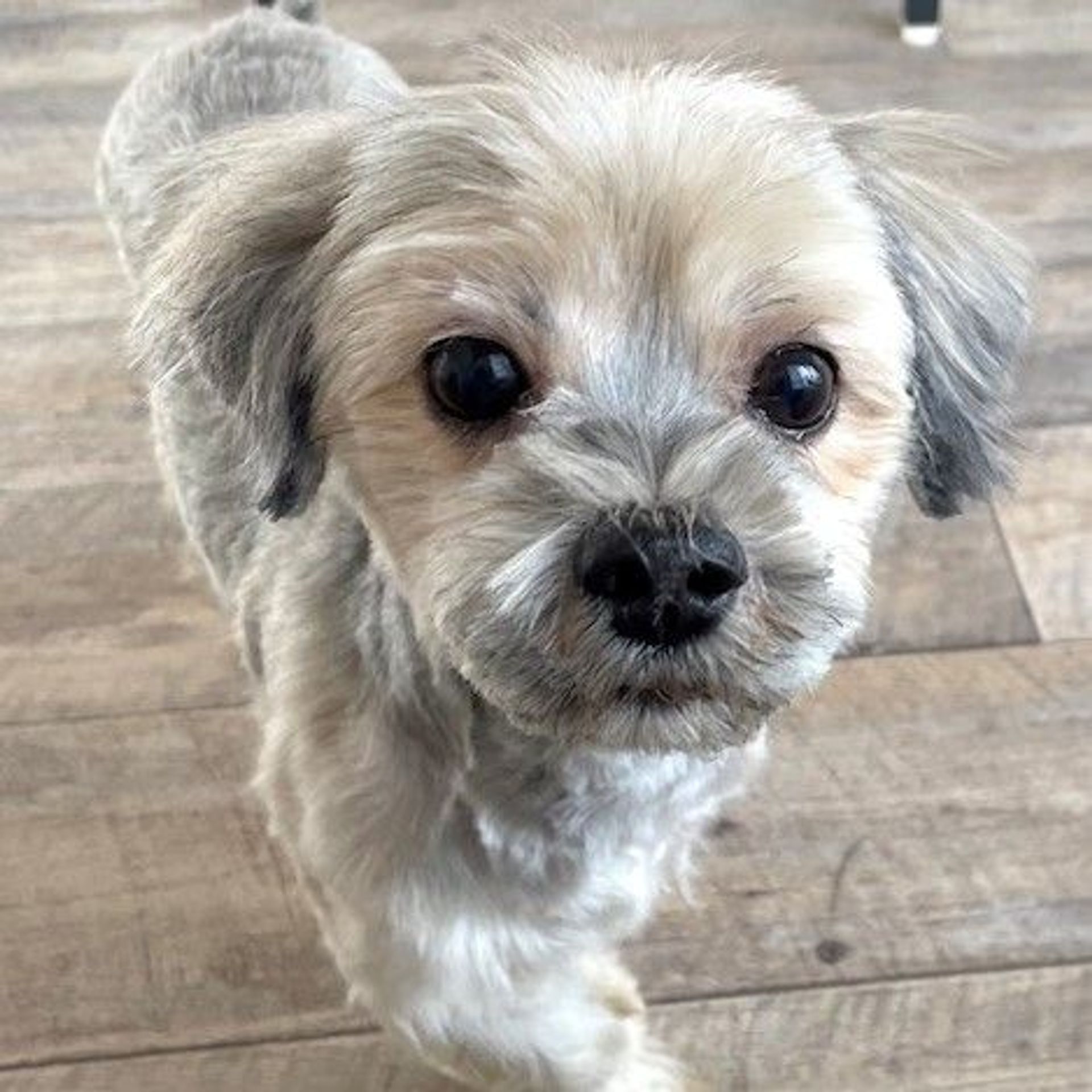 雑種（ミックス犬）・メスの里親募集の写真