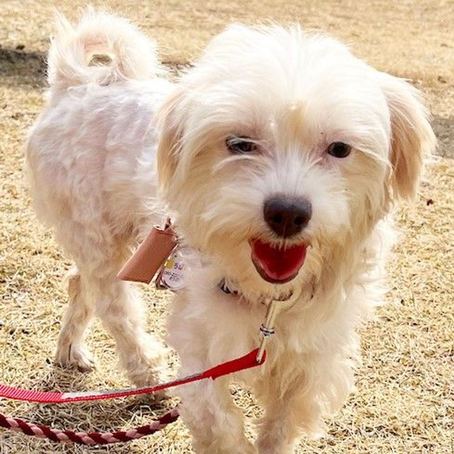 雑種（ミックス犬）・メスの里親募集の写真