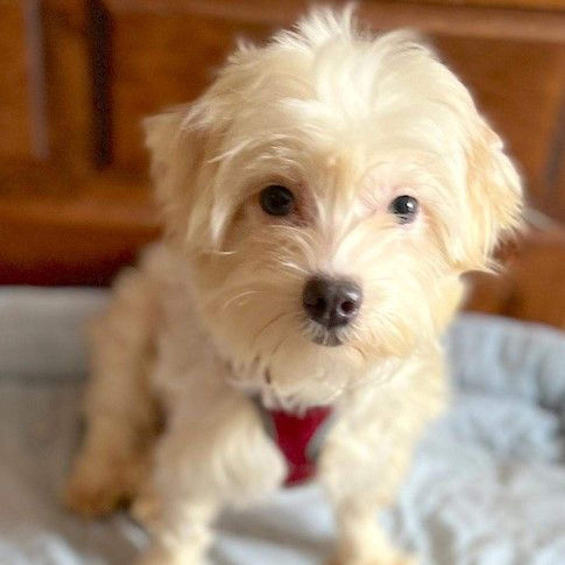 pet-image-2
