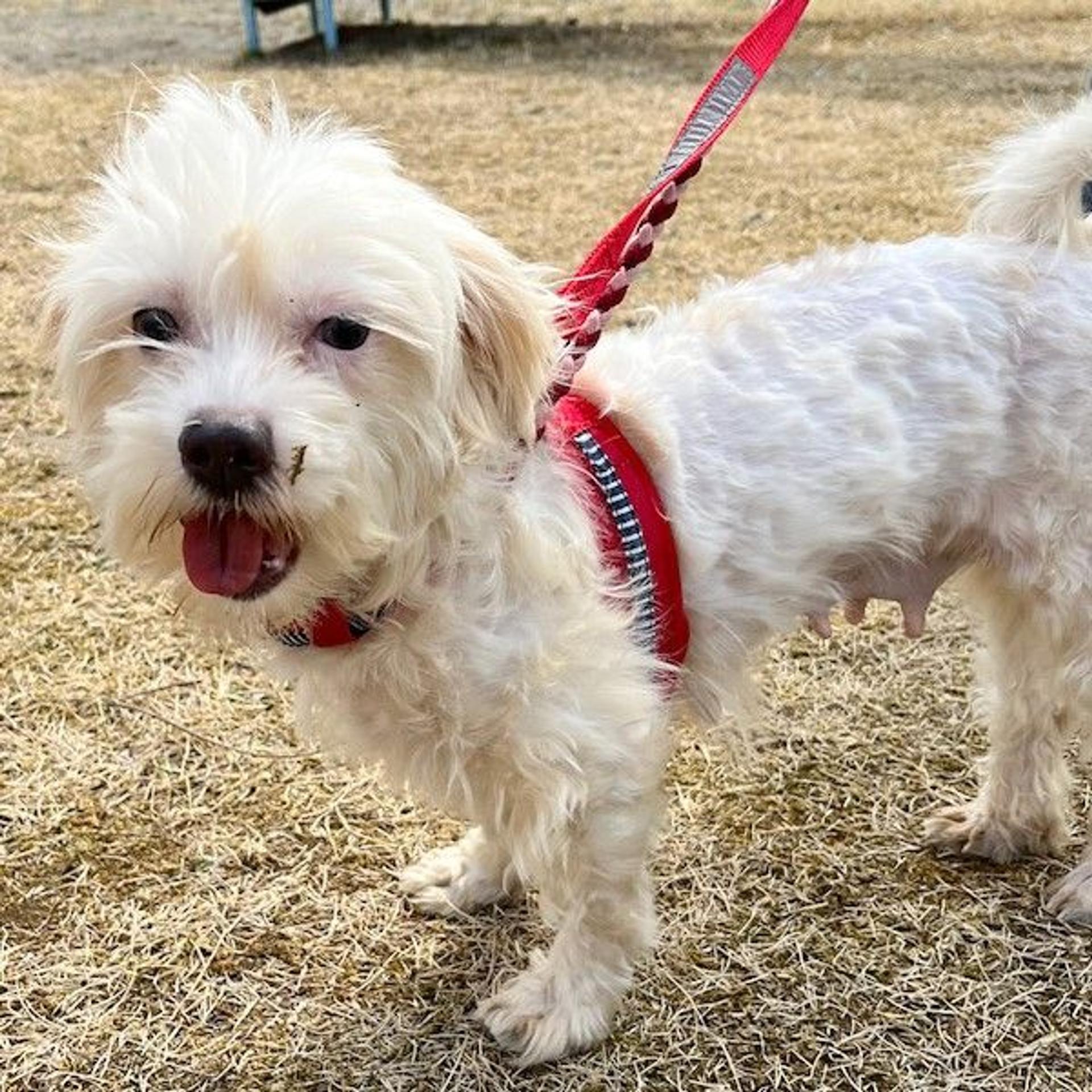 pet-image-3