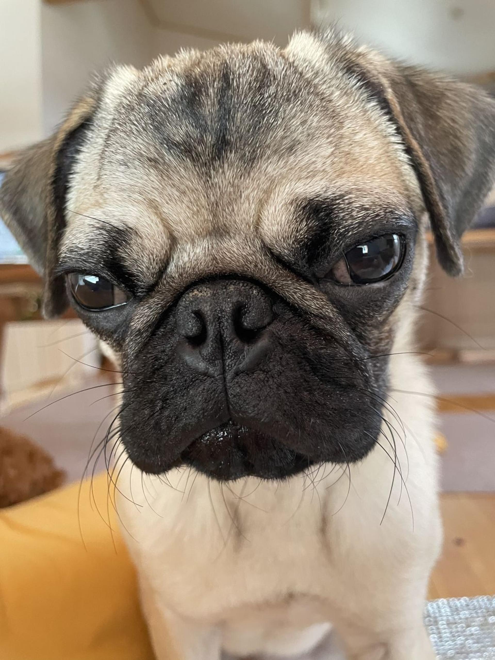pet-image-2