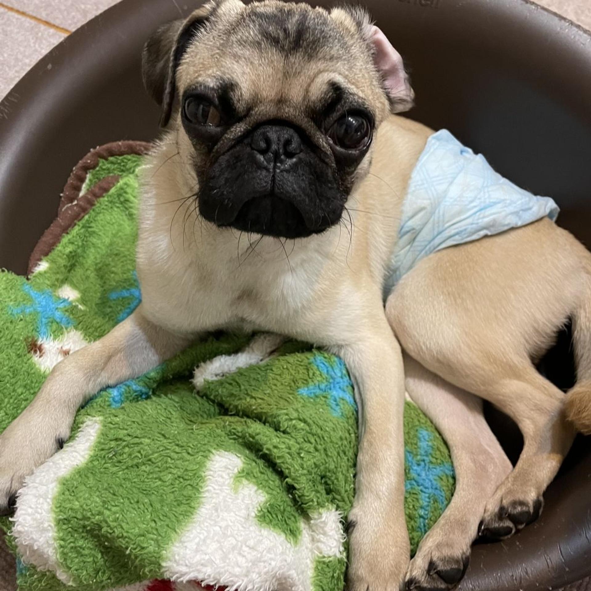 pet-image-5