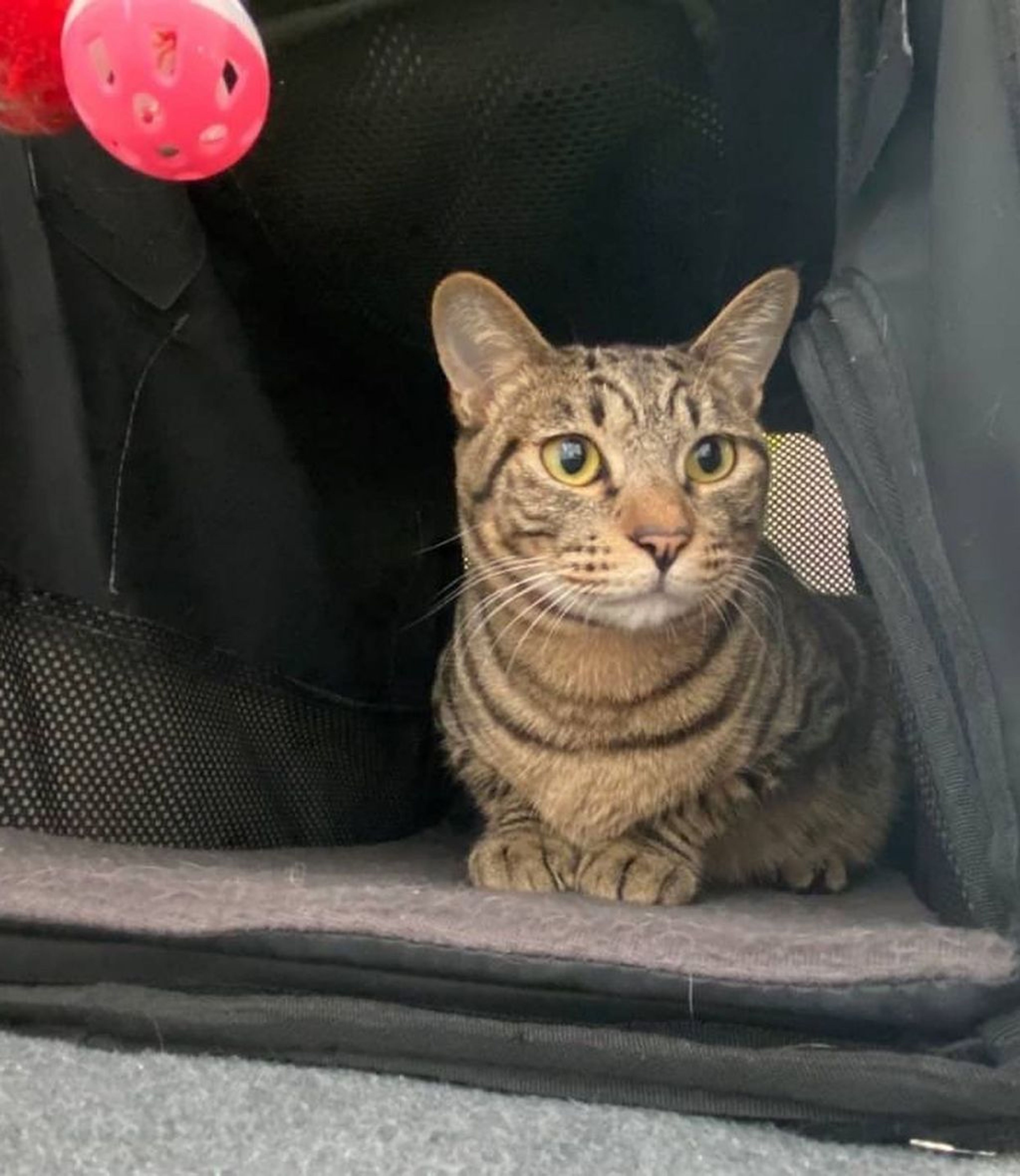 雑種（ミックス猫）・オスの里親募集の写真