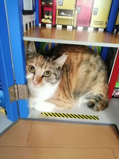 アキの写真